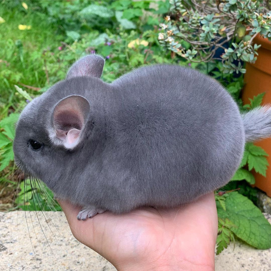 Trop de mignonnerie !
