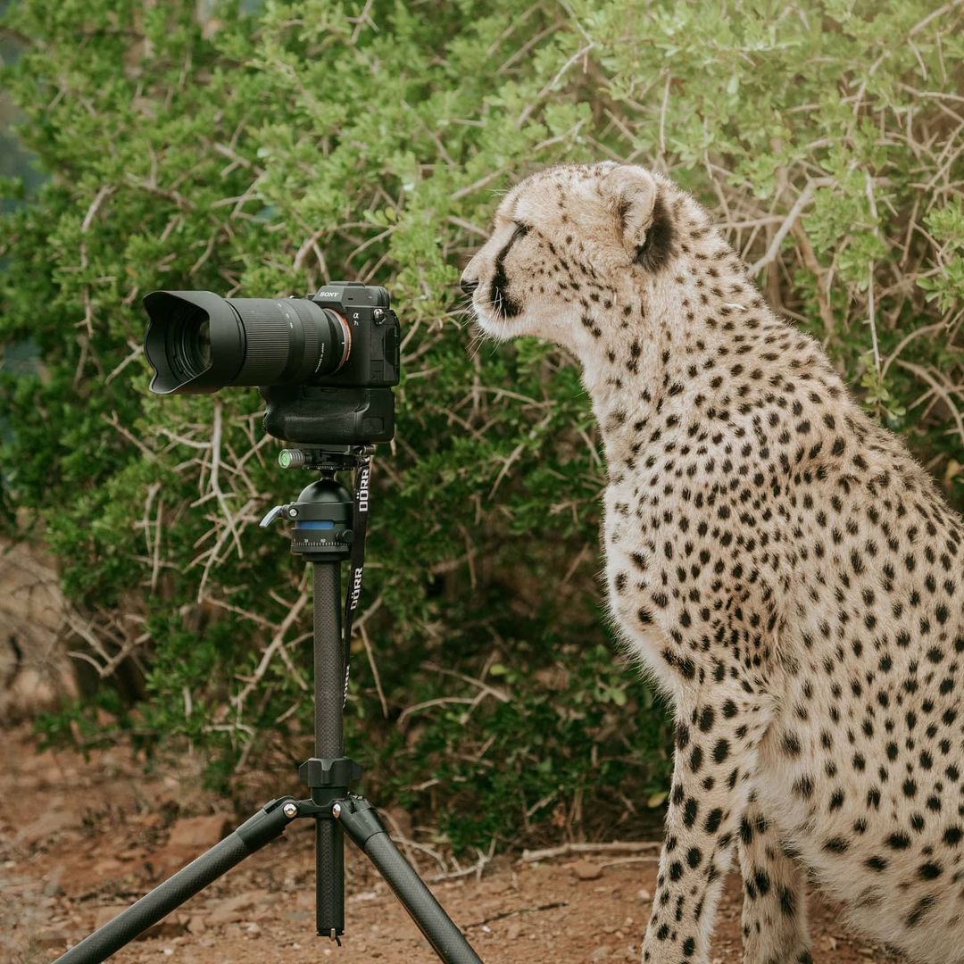 Rencontres inoubliables avec la faune : un appel à préserver la nature