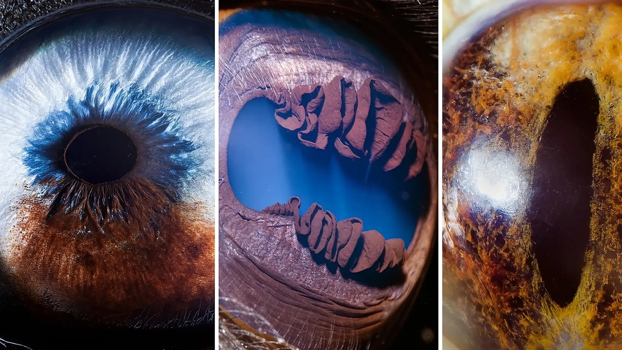 47 photos des yeux d&#039;animaux : une merveille que vous n&#039;avez jamais vue