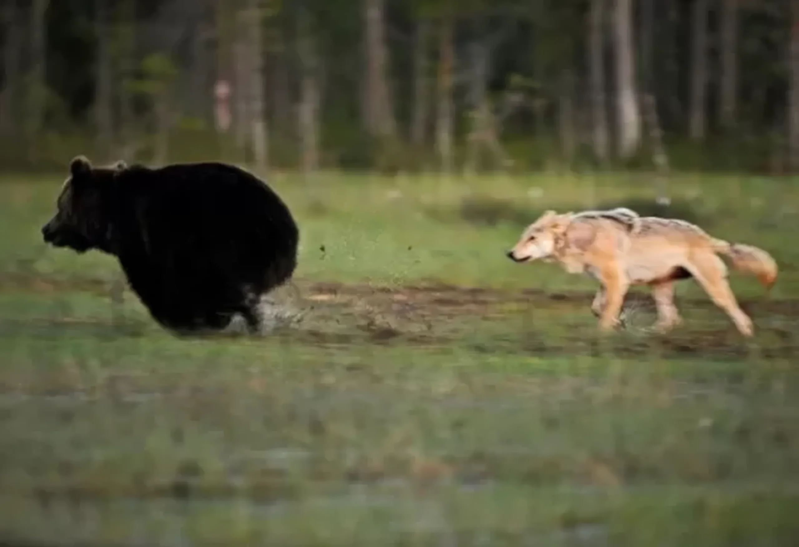 Course folle dans les plaines finlandaises