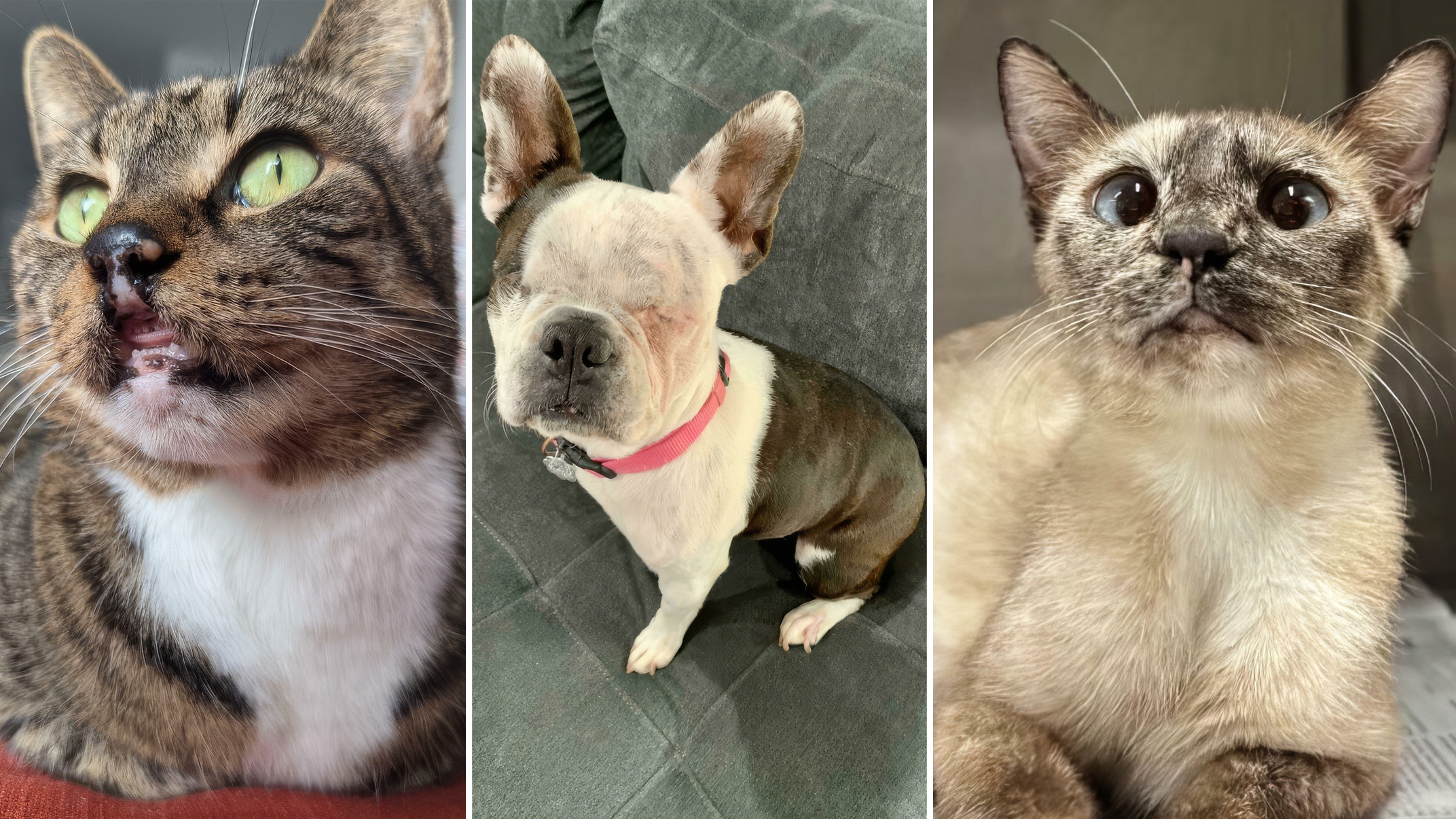 23 photos d&rsquo;animaux adorables que personne ne veut adopter parce qu&rsquo;ils les trouvent pas beaux