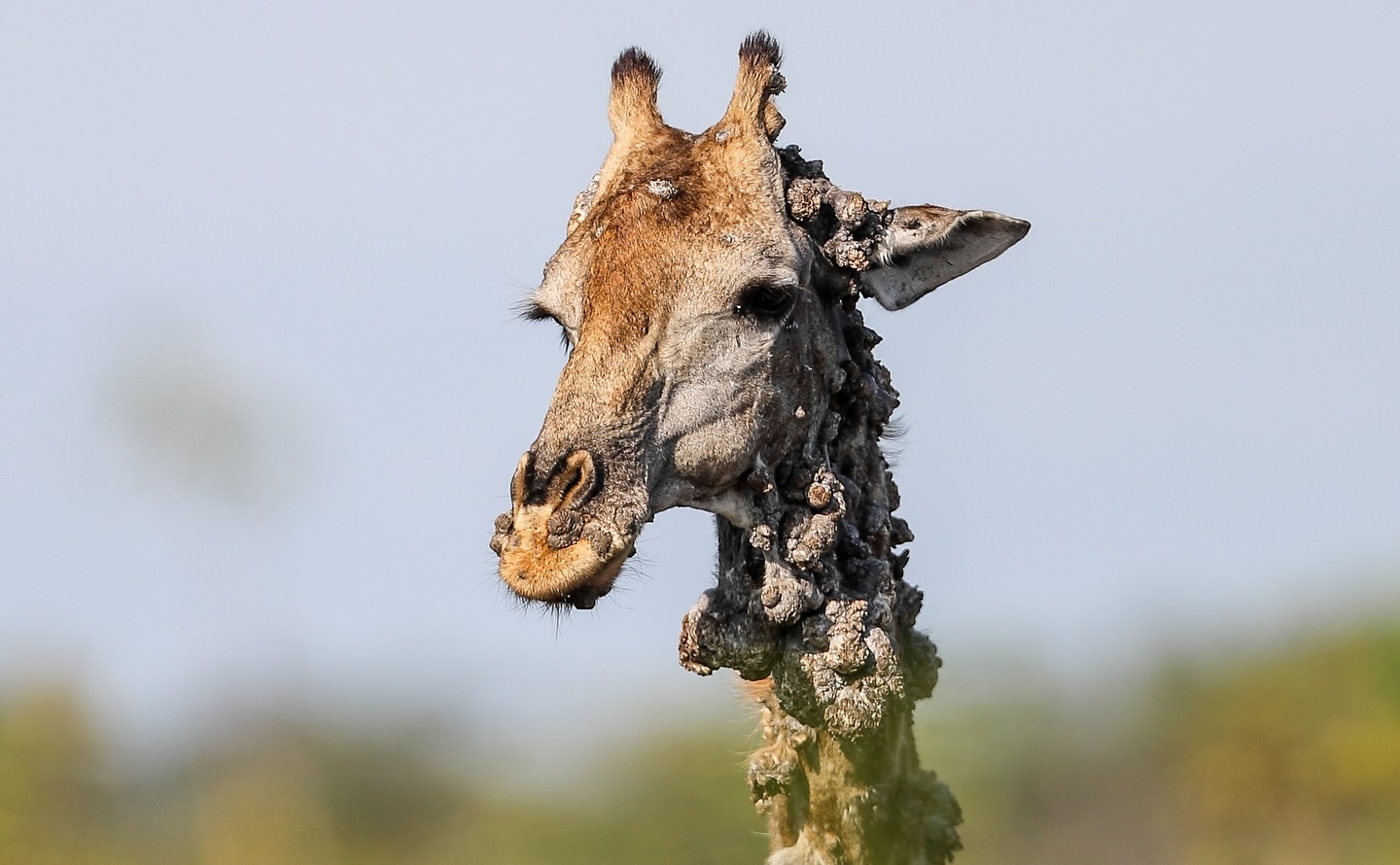 Une découverte troublante au cœur du Kruger