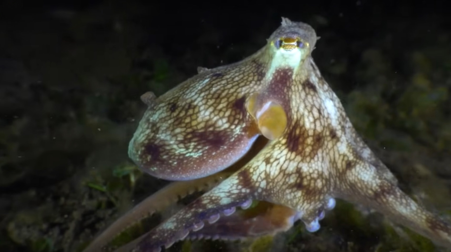 Un poulpe aux talents insolites