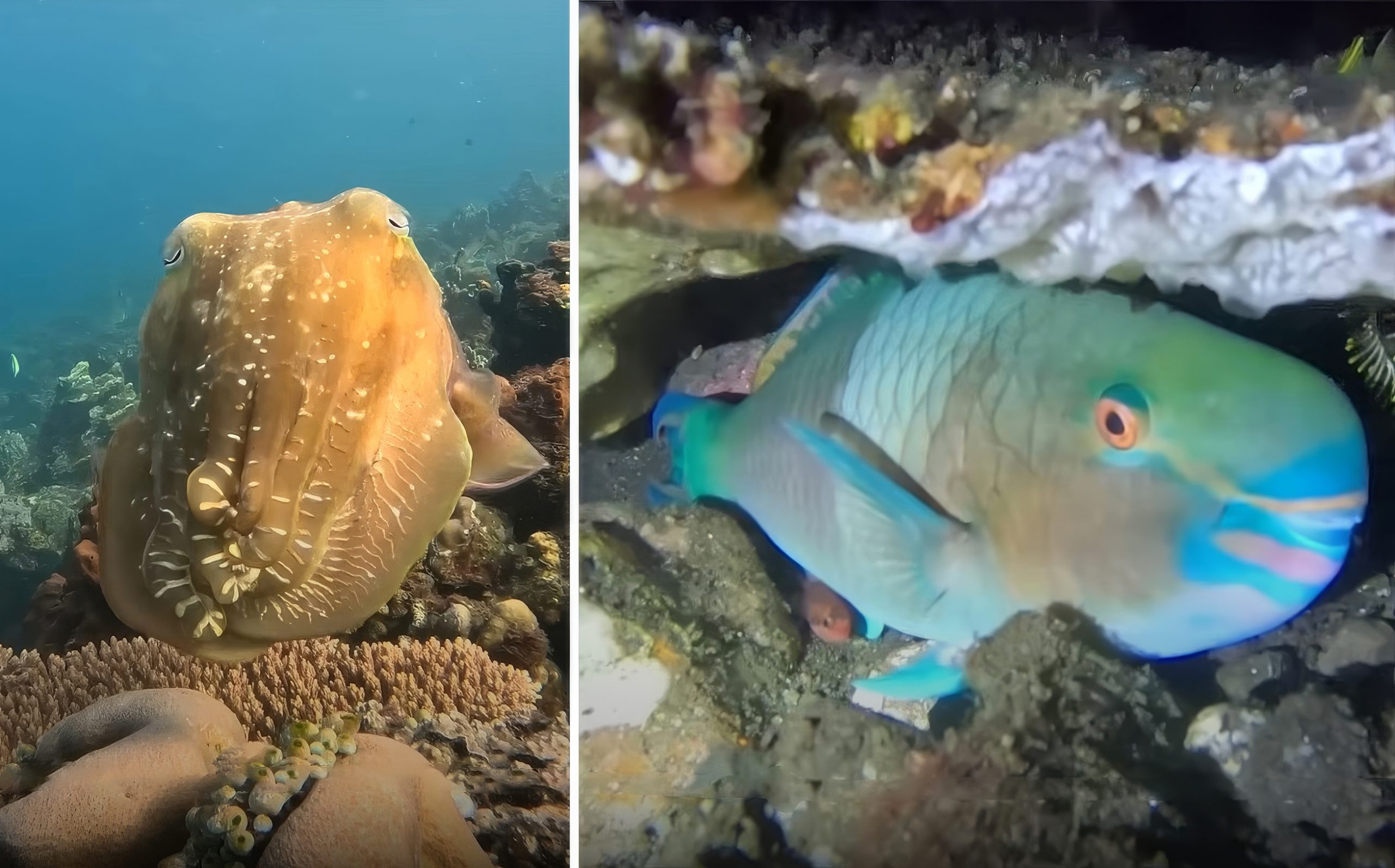 Des créatures méconnues aux allures inquiétantes