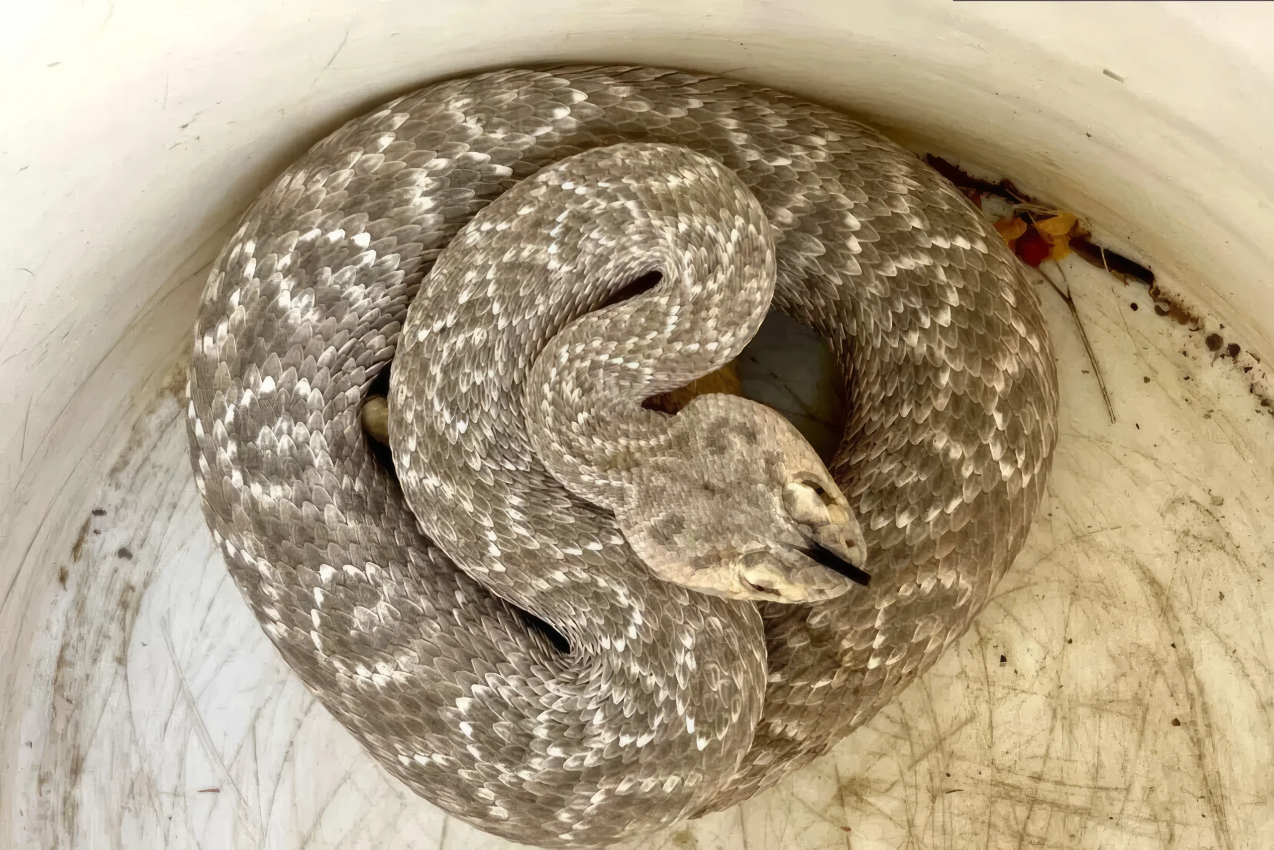 Un reptile impressionnant mais redouté