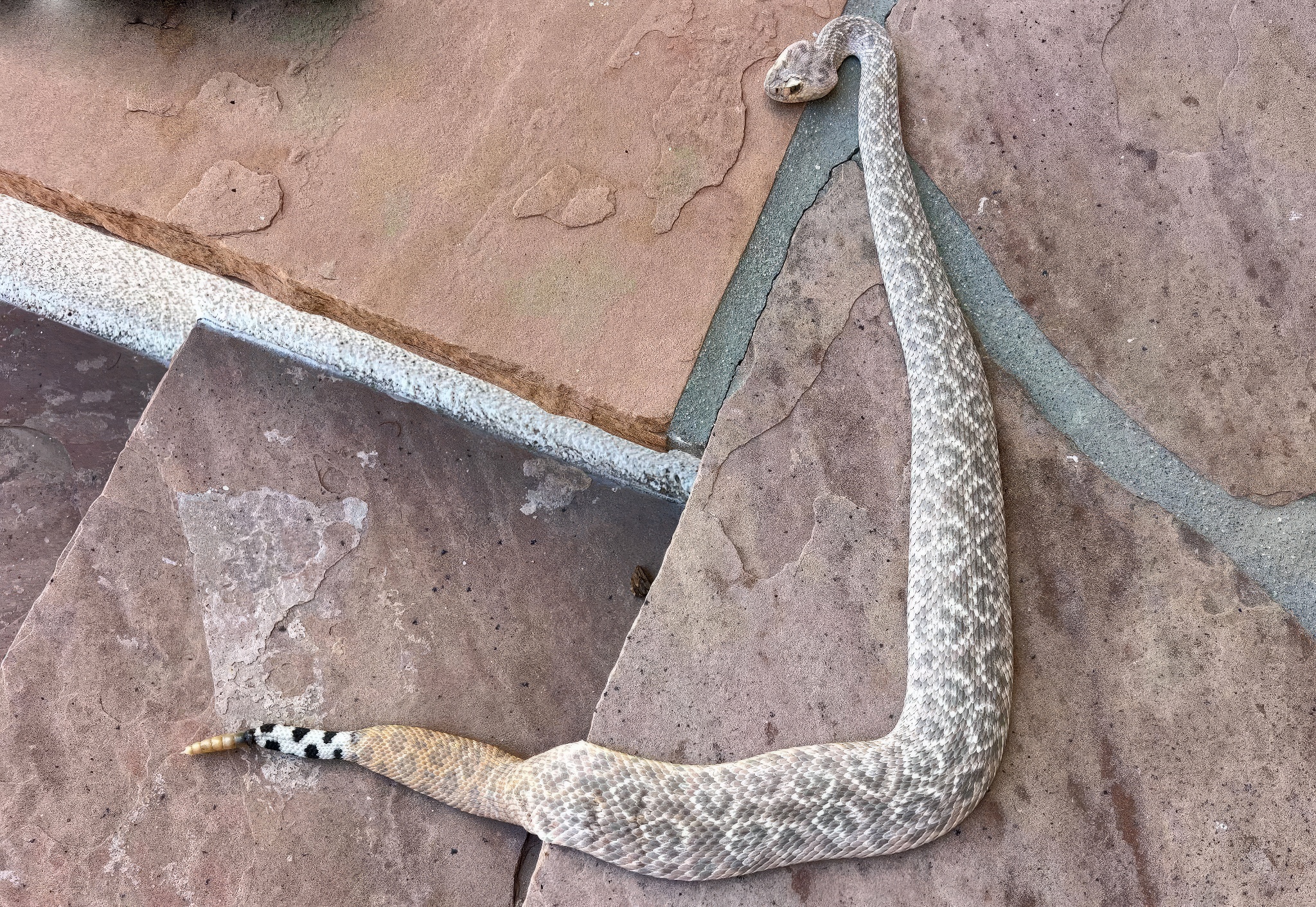 Des losanges remplacés par des taches