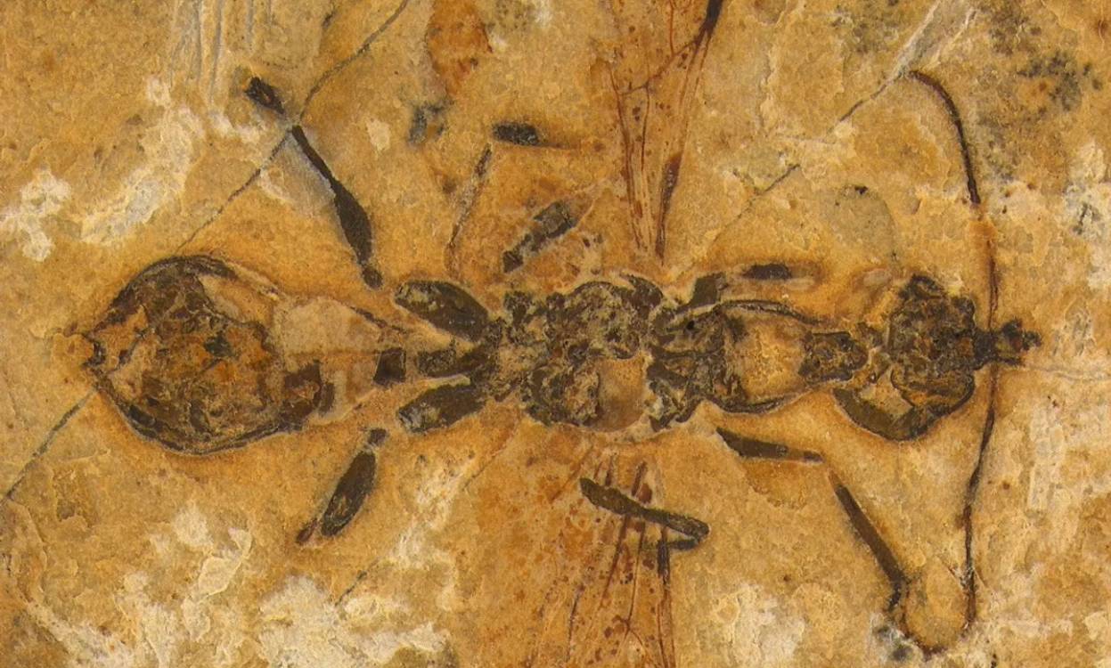 Brésil : une créature vieille de 113 millions d’années révèle les origines des fourmis, dotée de capacités extraordinaires