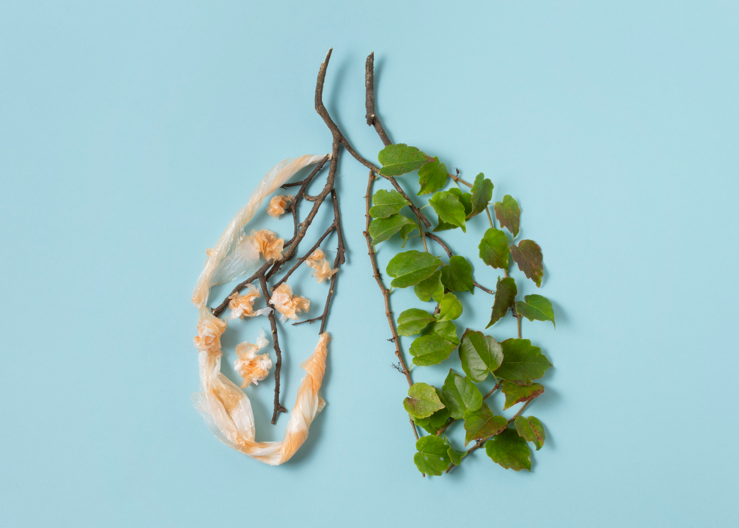 Deux étapes dans la croissance des poumons, puis le déclin