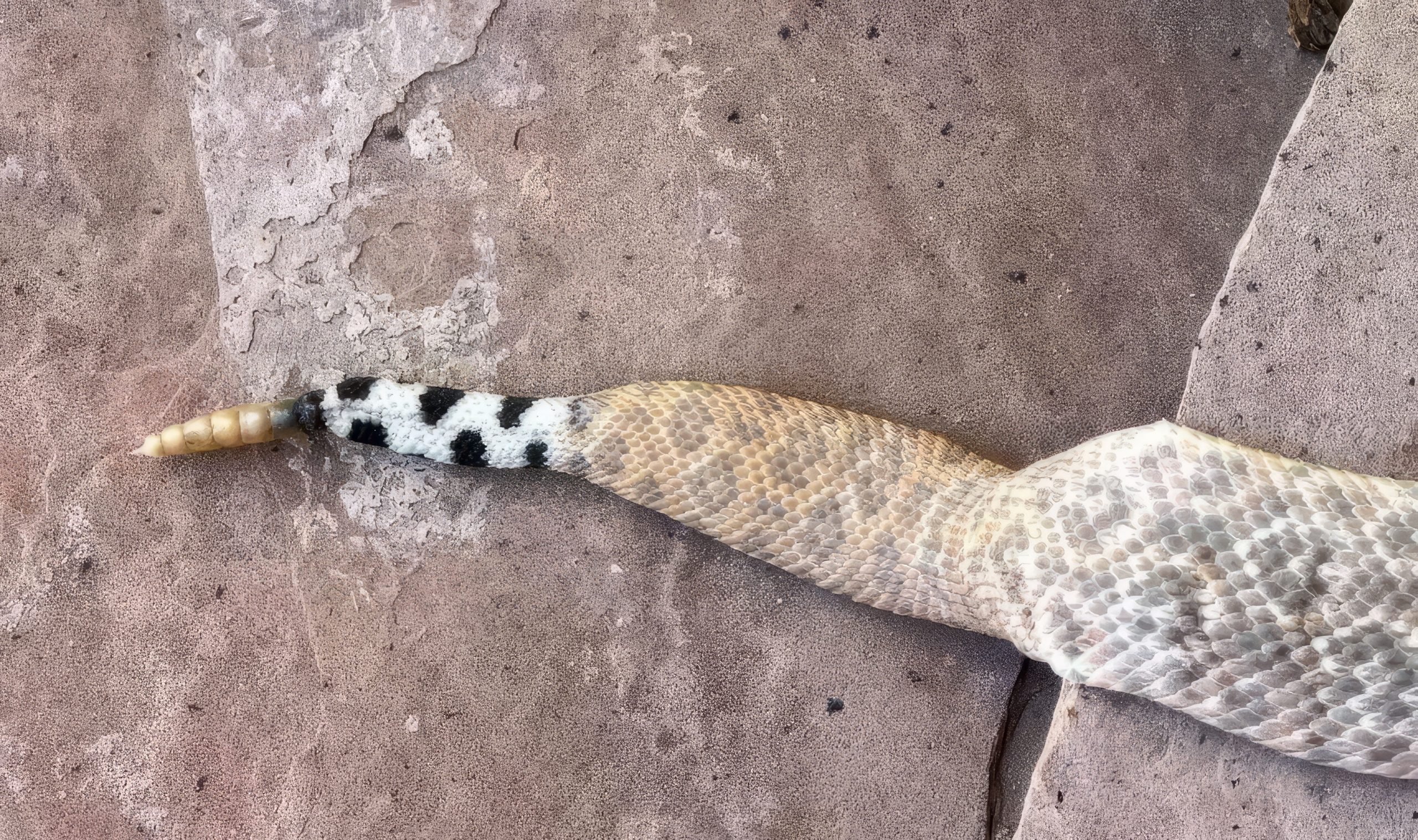 Une mutation génétique probable