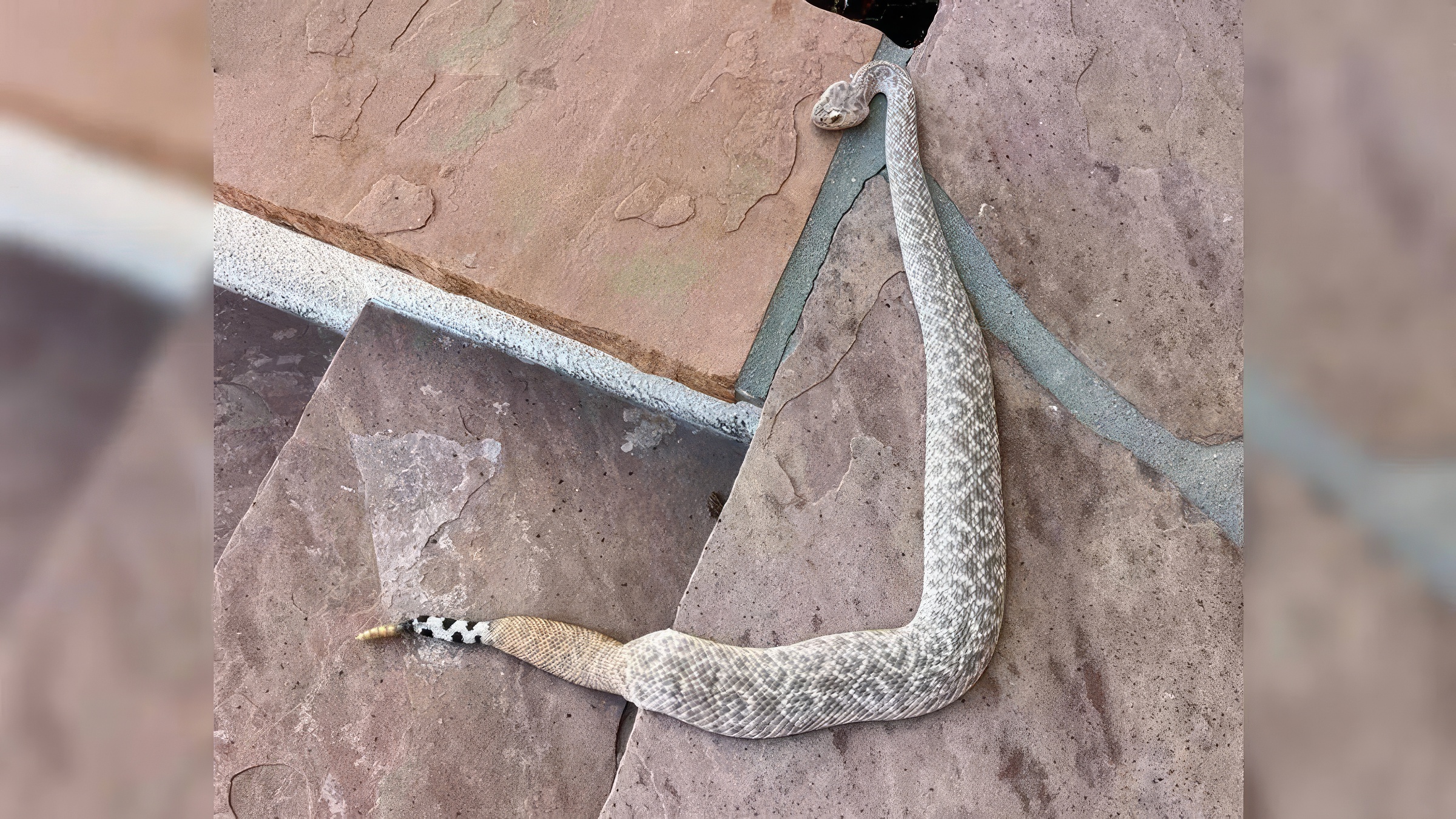 Découverte rare : un serpent à sonnettes présente des taches de léopard inhabituelles — mais pourquoi ?