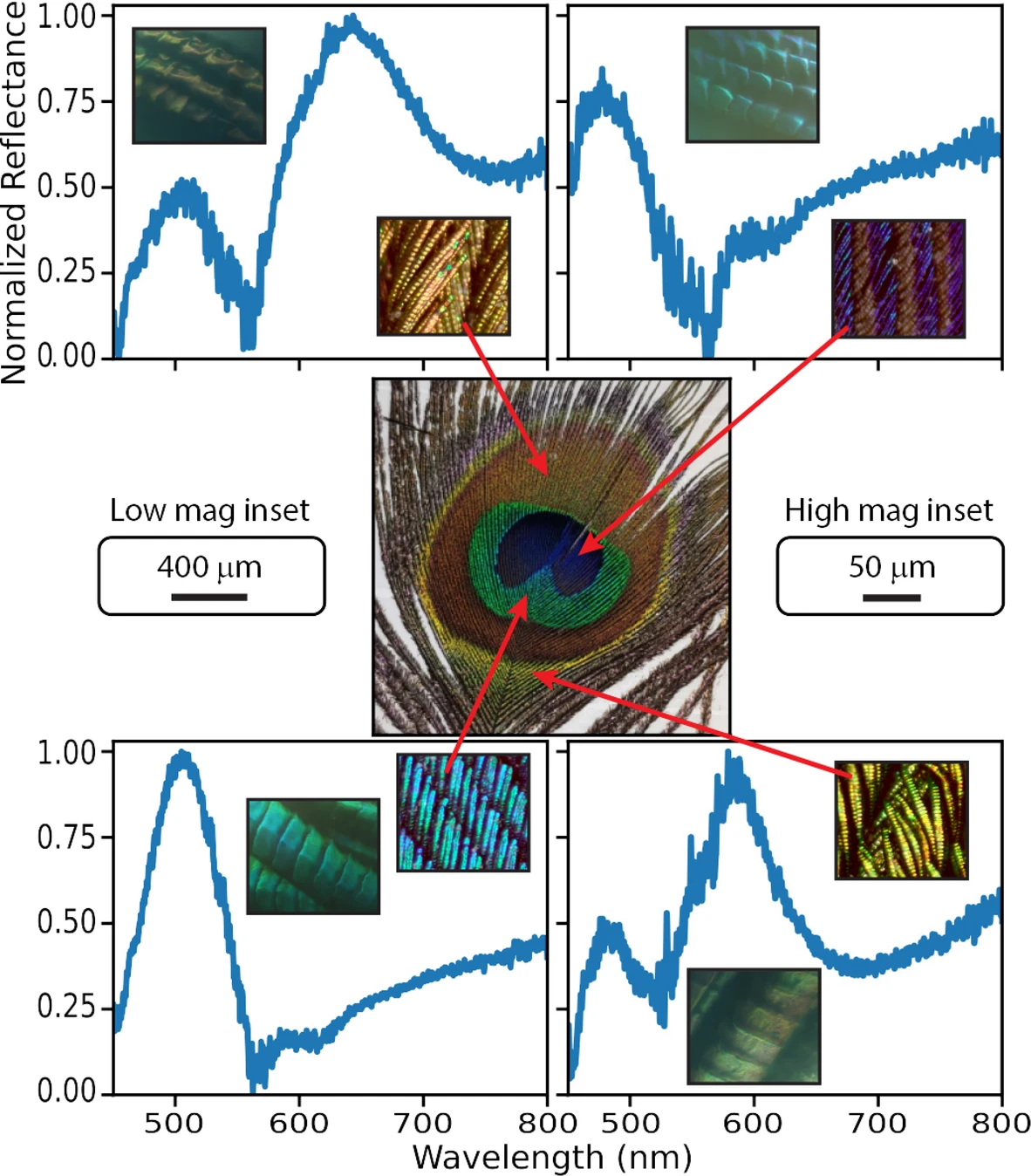 Le secret caché dans les « yeux » de la plume