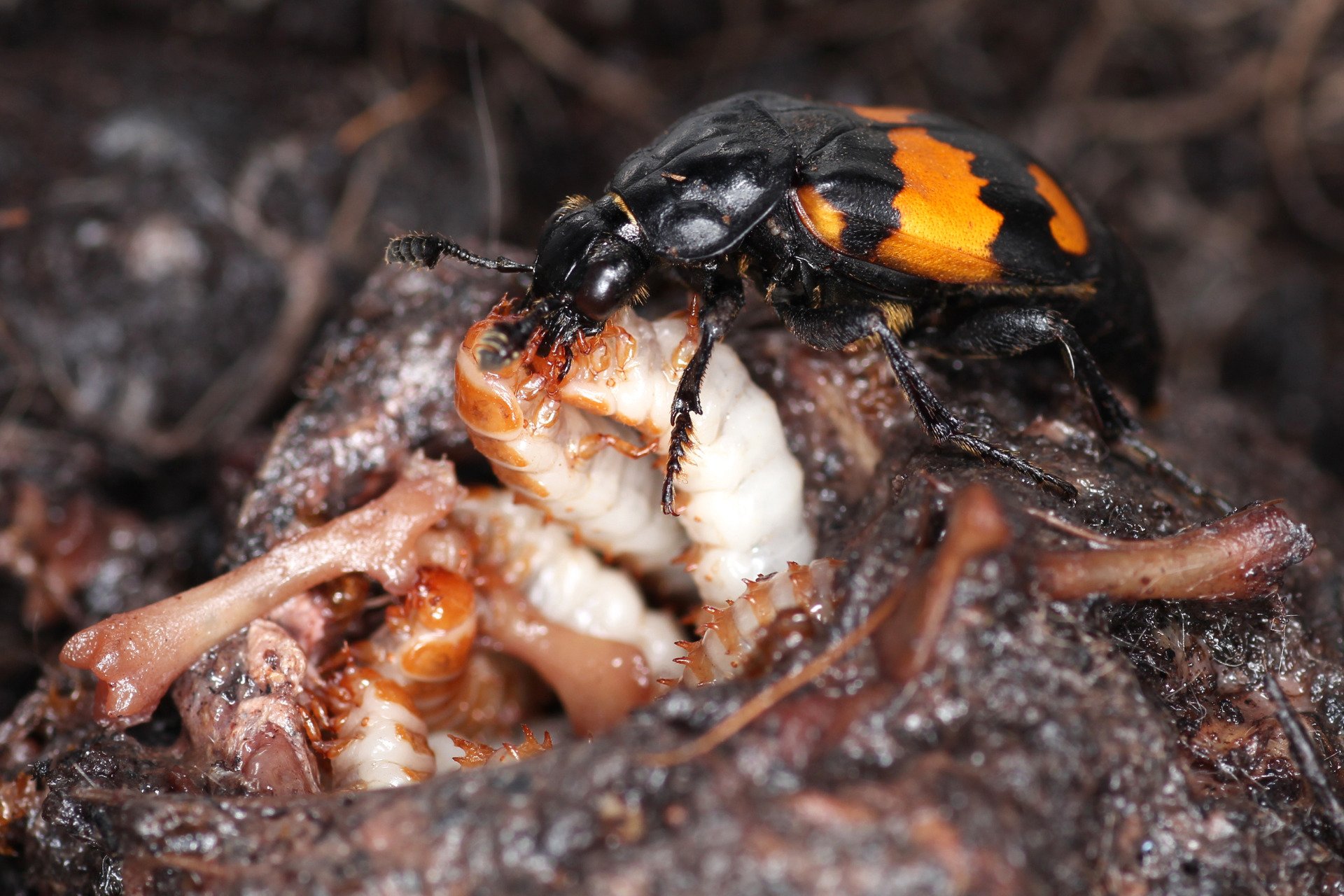 L'amour maternel chez les coléoptères (et c'est un peu dégoûtant)
