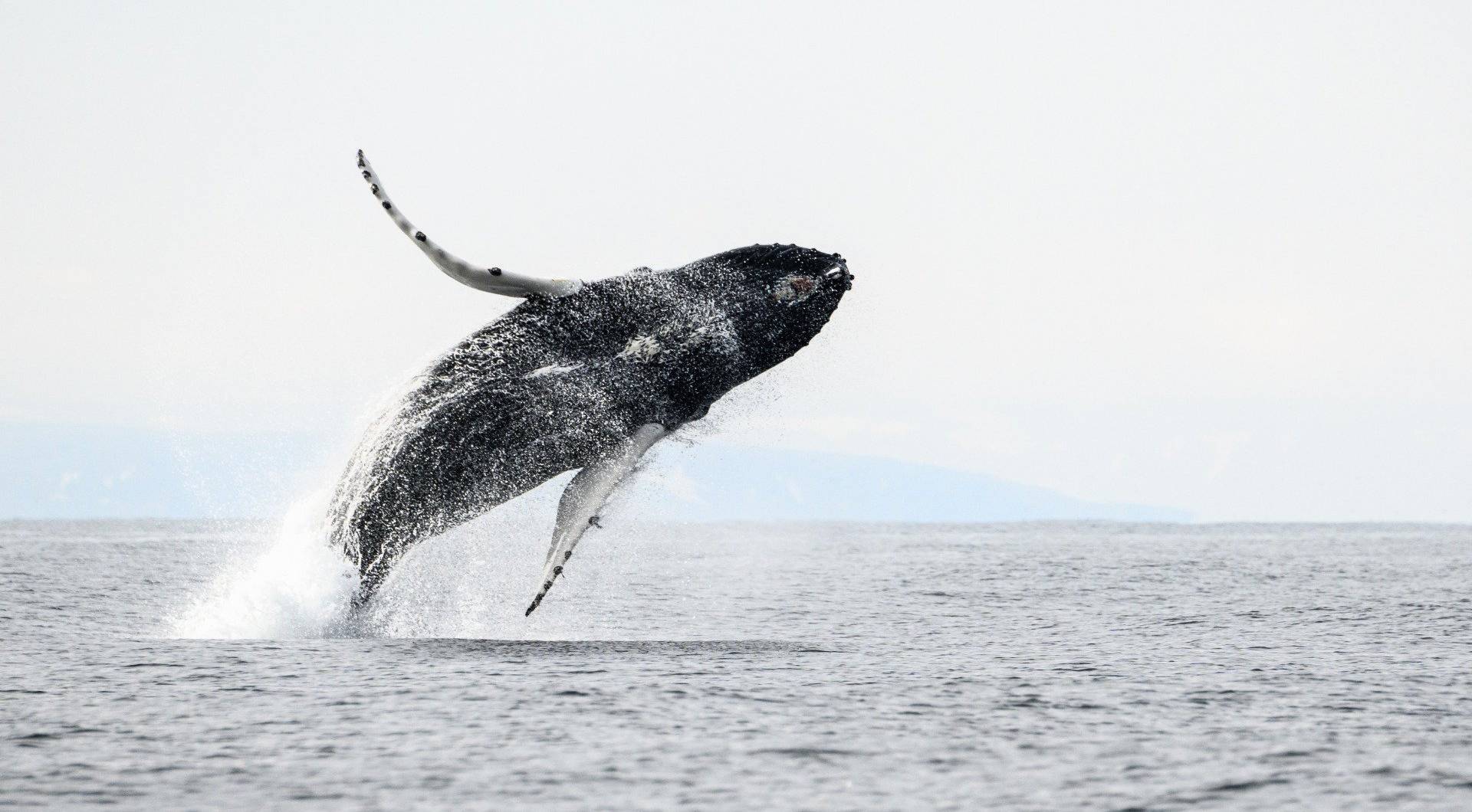 Le saut de la baleine à bosse : un moment de pure magie