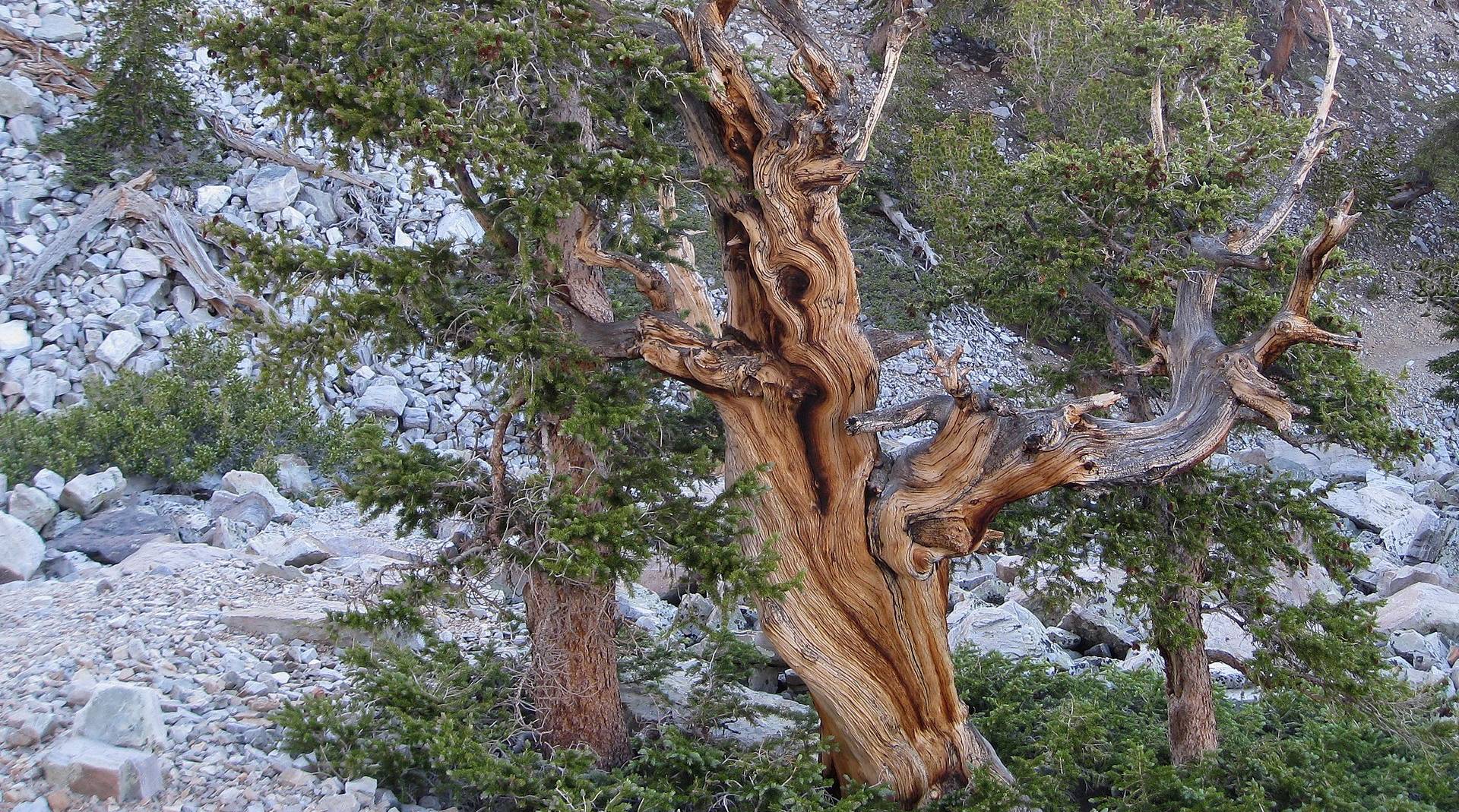 Comment connaît-on son âge ? Le langage des cernes