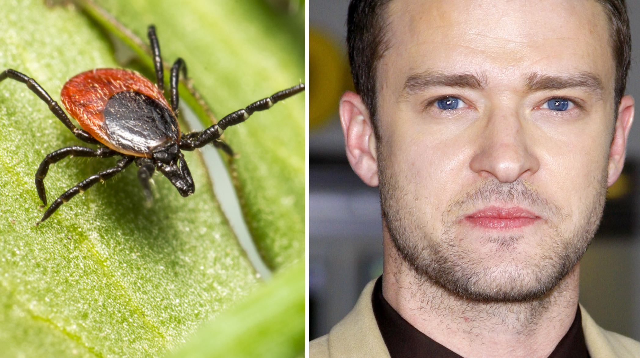 Justin Timberlake révèle son combat secret contre la maladie de Lyme : quels sont les signes à connaître ?