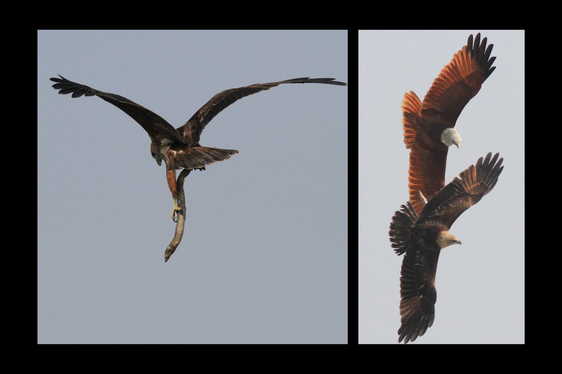 Le combat pour le butin : la lutte acharnée d'un oiseau de proie