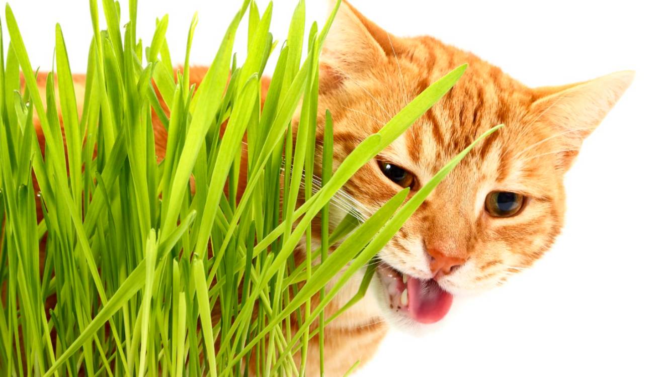 Pourquoi les chats et les chiens mangent-ils de l’herbe ?