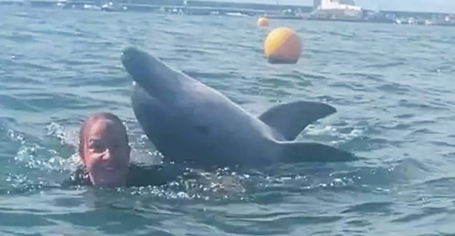 Le dauphin qui &lsquo;jouait avec une famille&rsquo; devient agressif, une alerte urgente est lancée