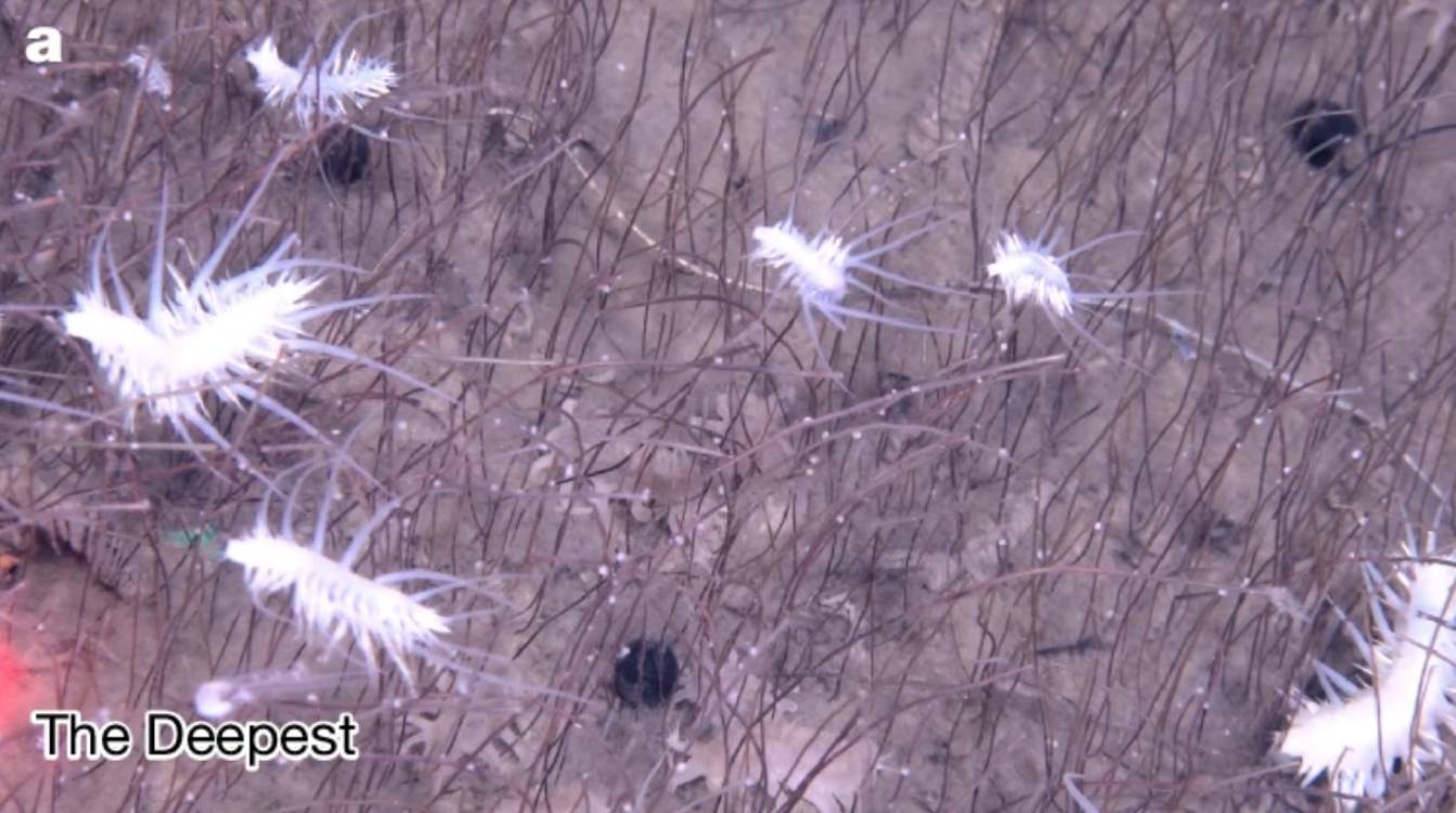 Vivre sans soleil : le secret de la chimiosynthèse