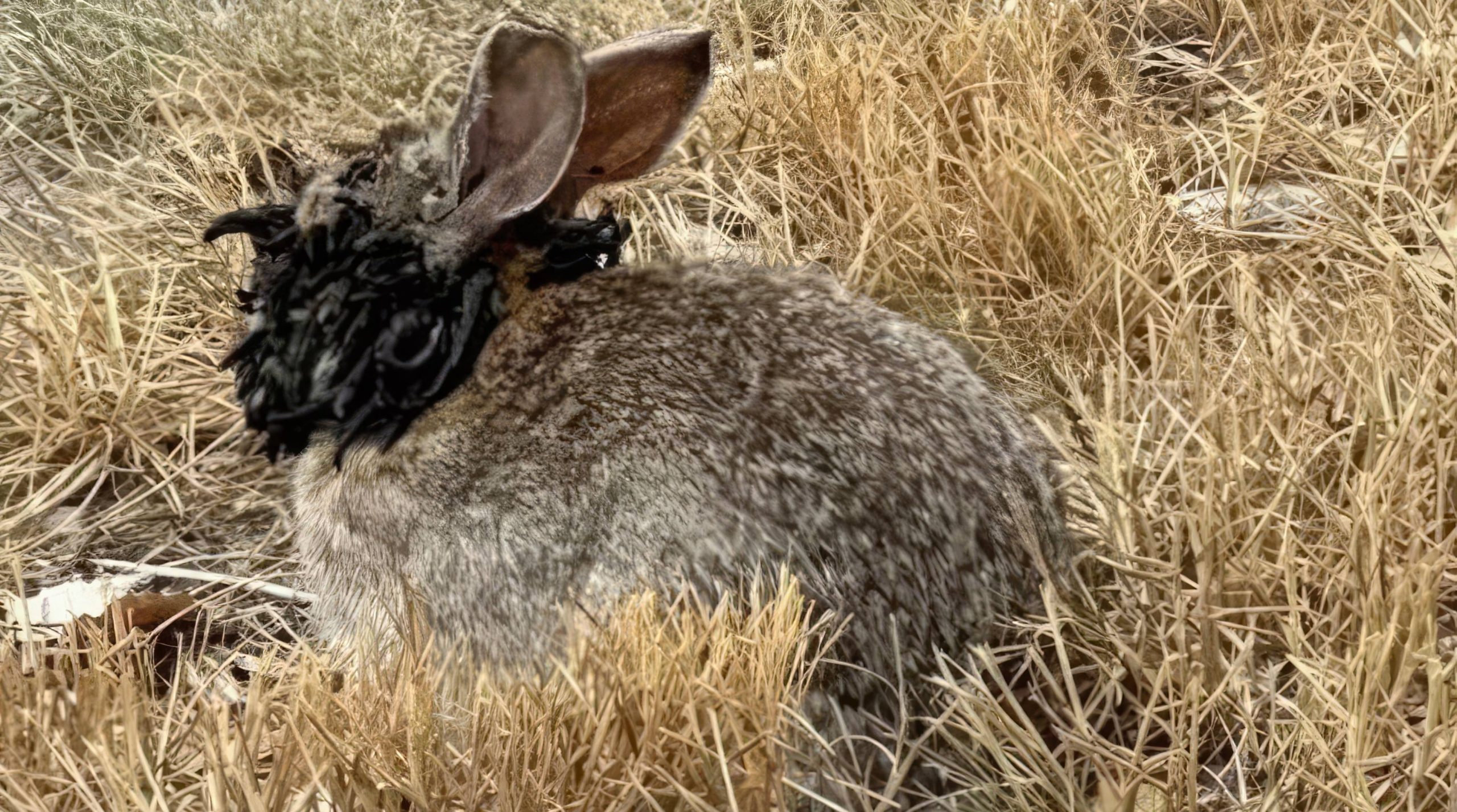 Des lapins &lsquo;Frankenstein&rsquo; avec des &lsquo;tentacules&rsquo; envahissent les États-Unis, les experts sonnent l&rsquo;alarme