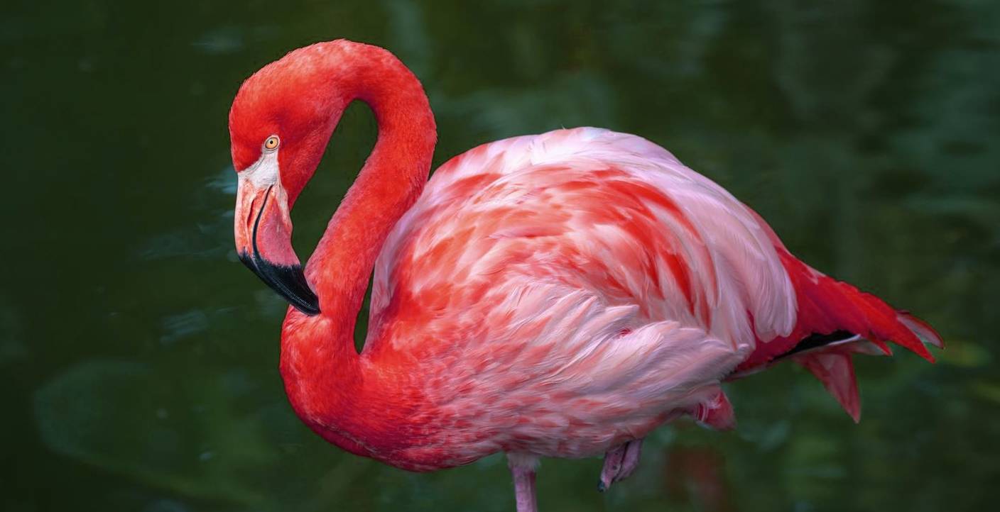 Les flamants roses peuvent ralentir le vieillissement grâce à ce mode de vie