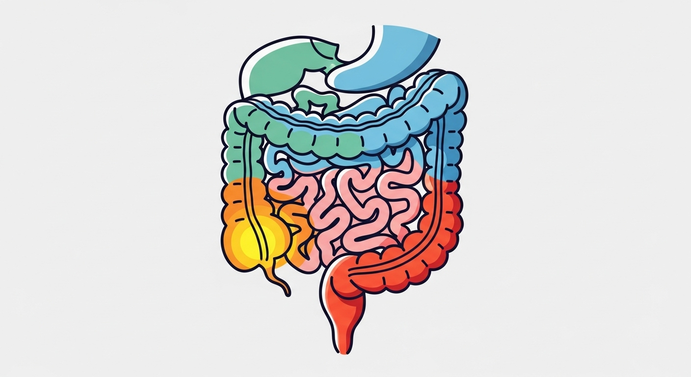 Le côlon, ce chef d’orchestre discret de notre corps