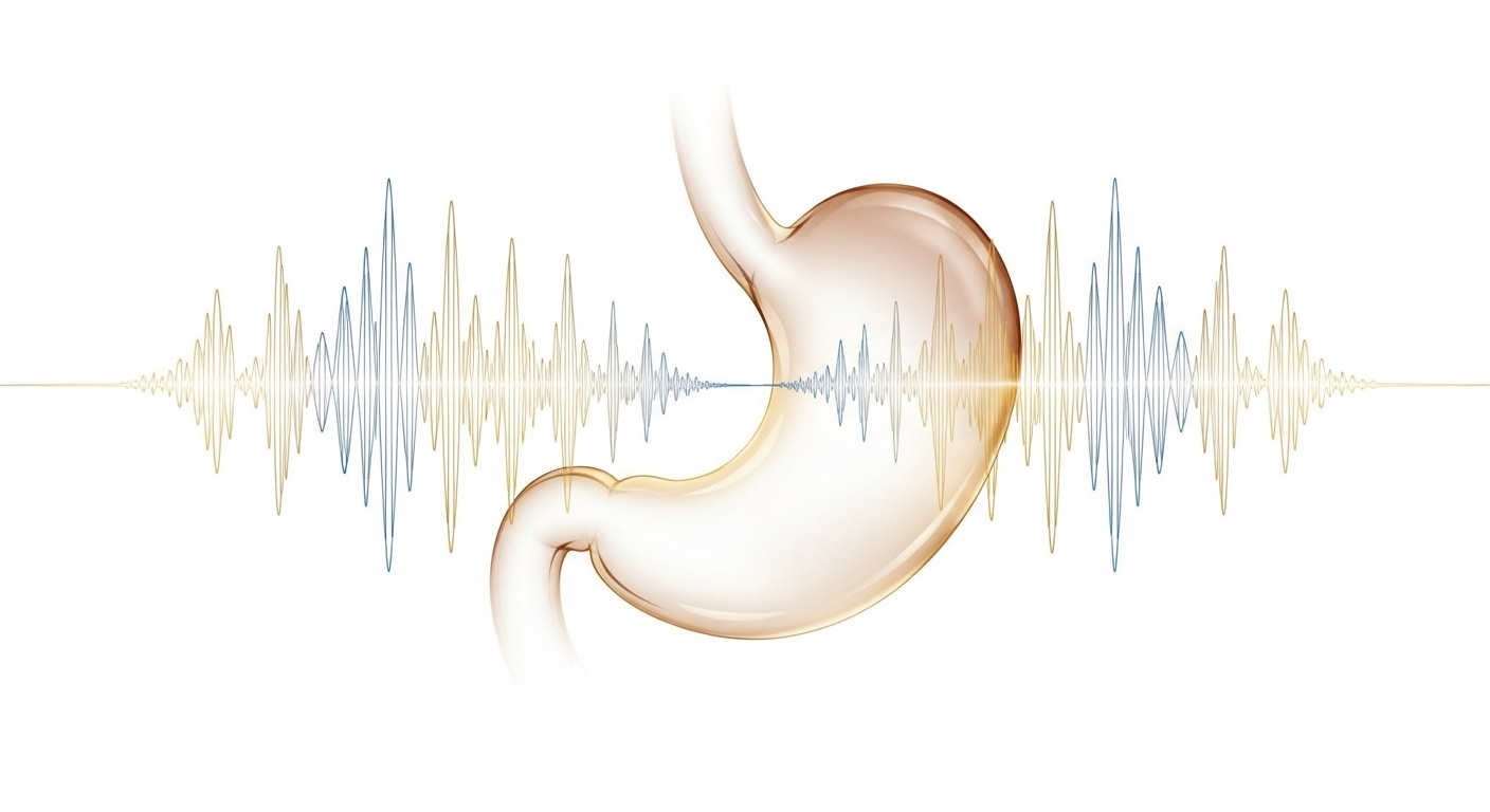 Le rythme secret de notre estomac