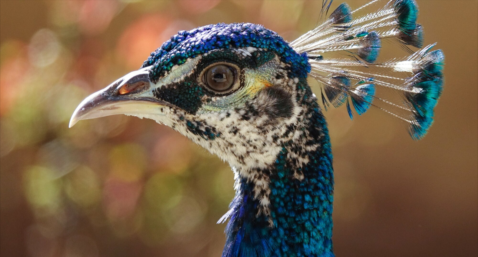 Une découverte incroyable : les paons auraient des lasers dans leur queue !