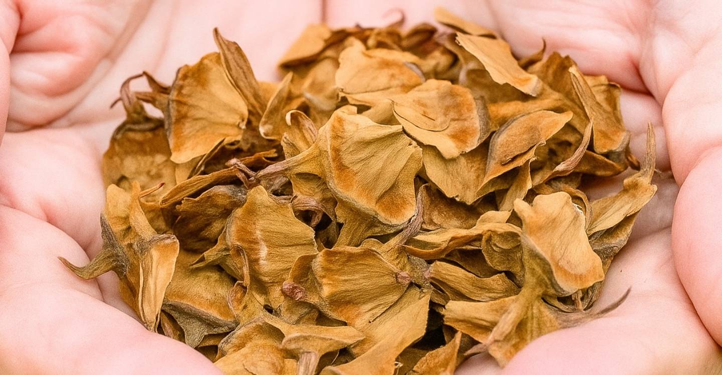 La récolte miraculeuse : des graines qui tombent du ciel