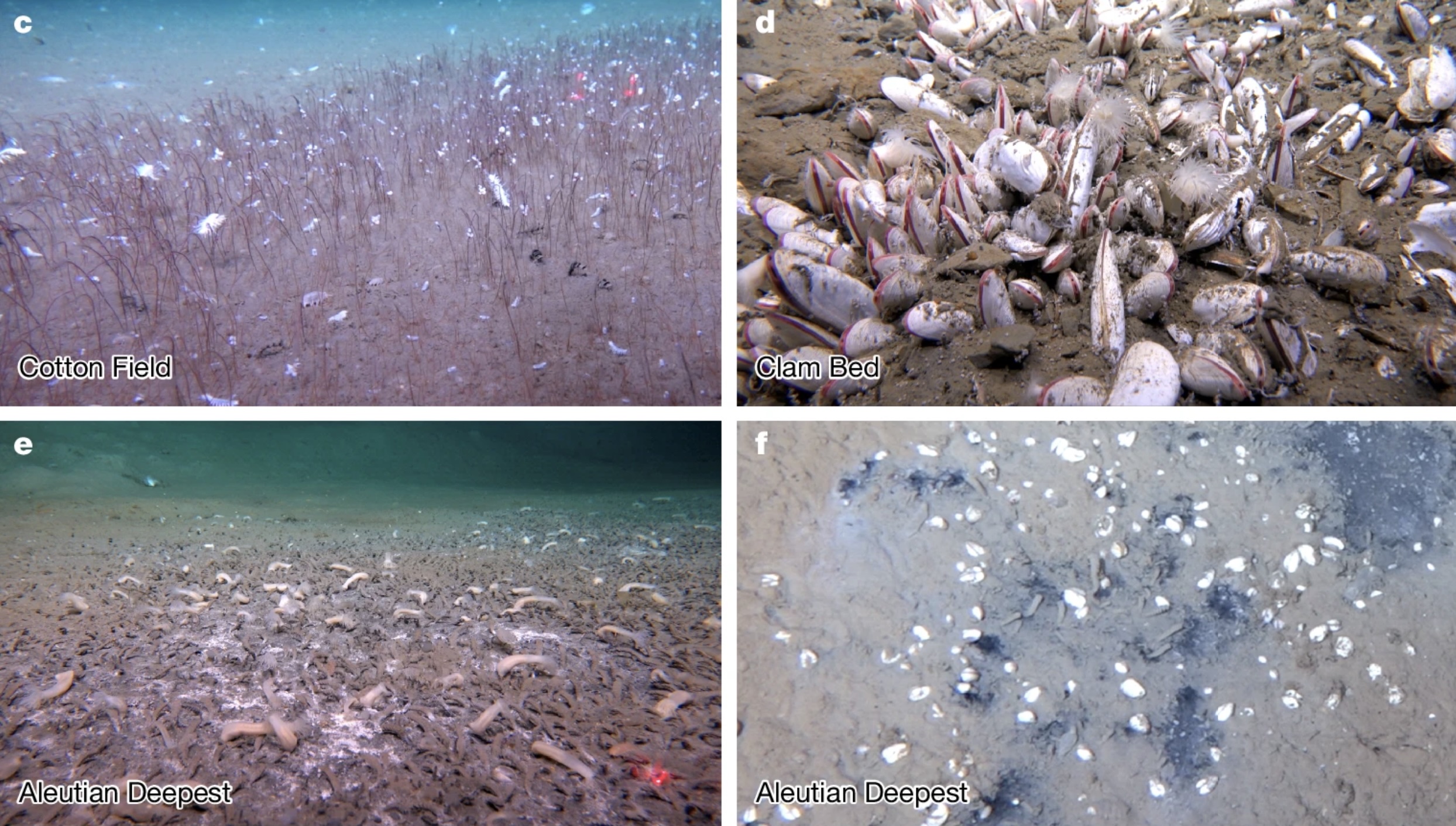 Qui sont les habitants de ce monde caché ?
