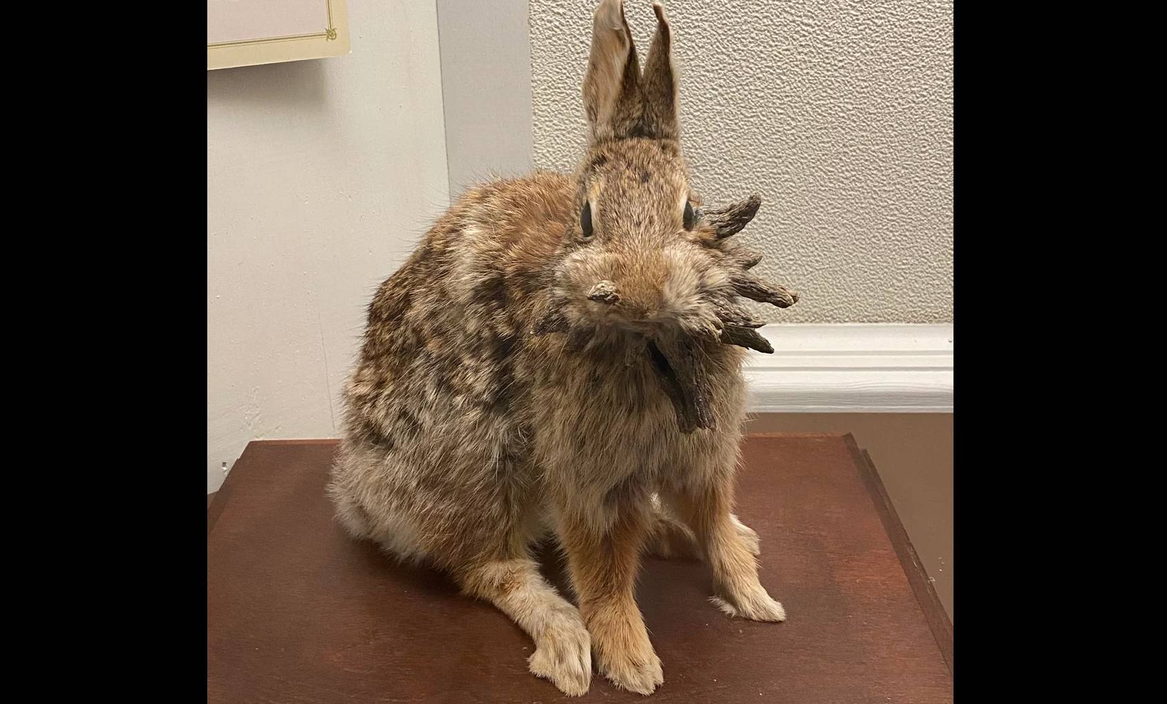 Comment la maladie évolue-t-elle ?