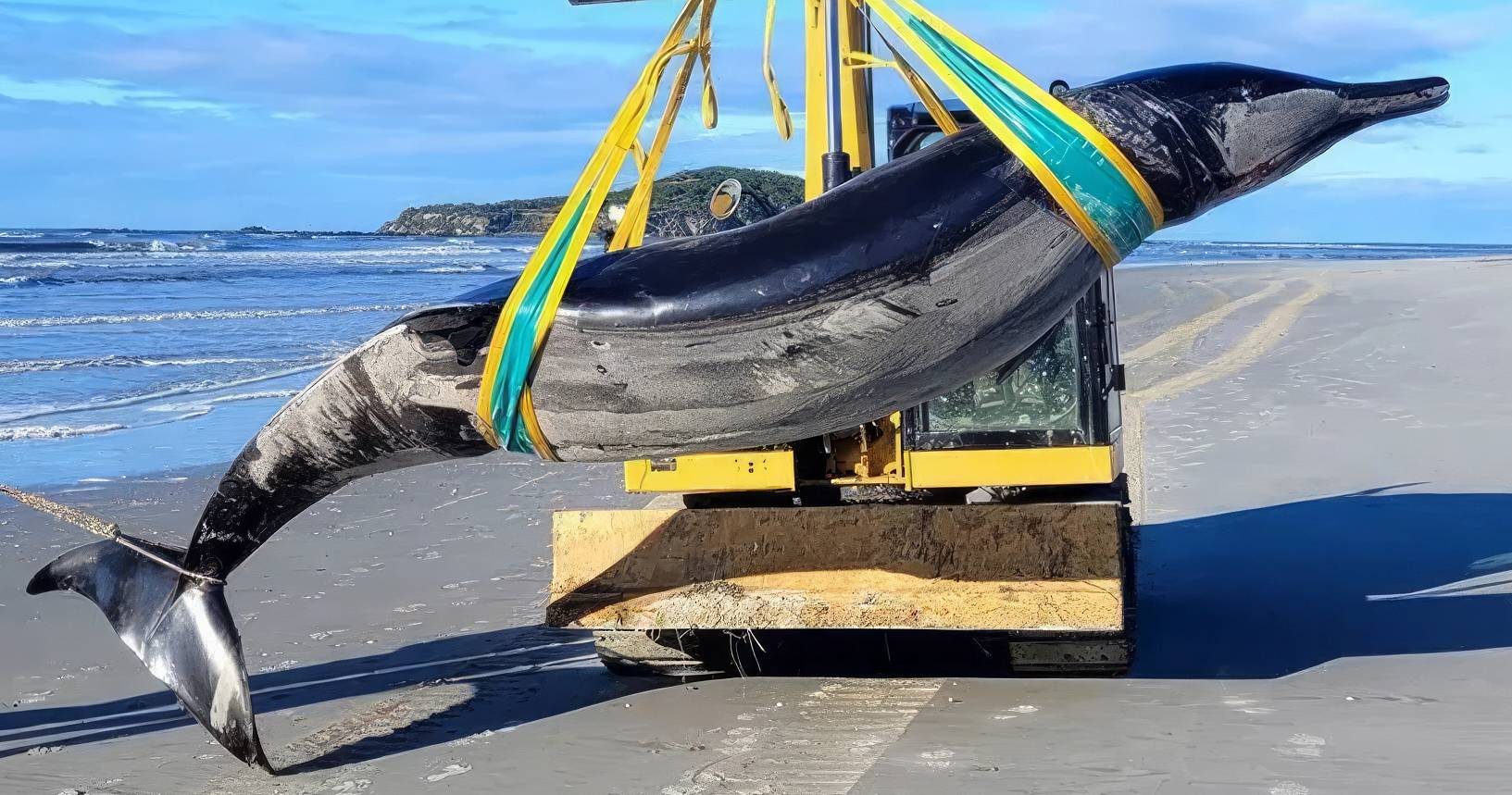 La baleine la plus rare du monde : 9 estomacs, des dents de sagesse et jamais observée vivante