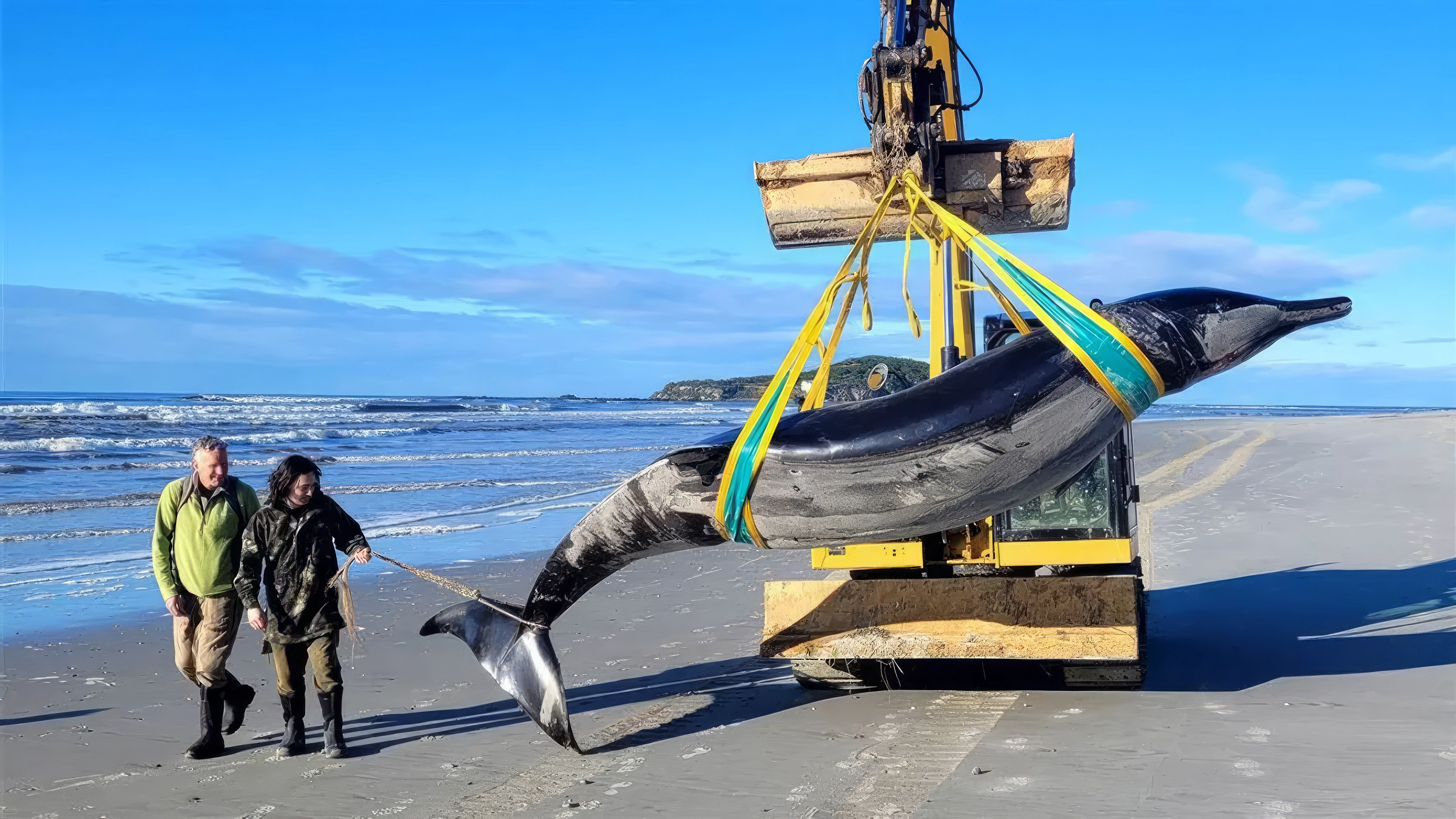 Une découverte inattendue sur une plage de Nouvelle-Zélande