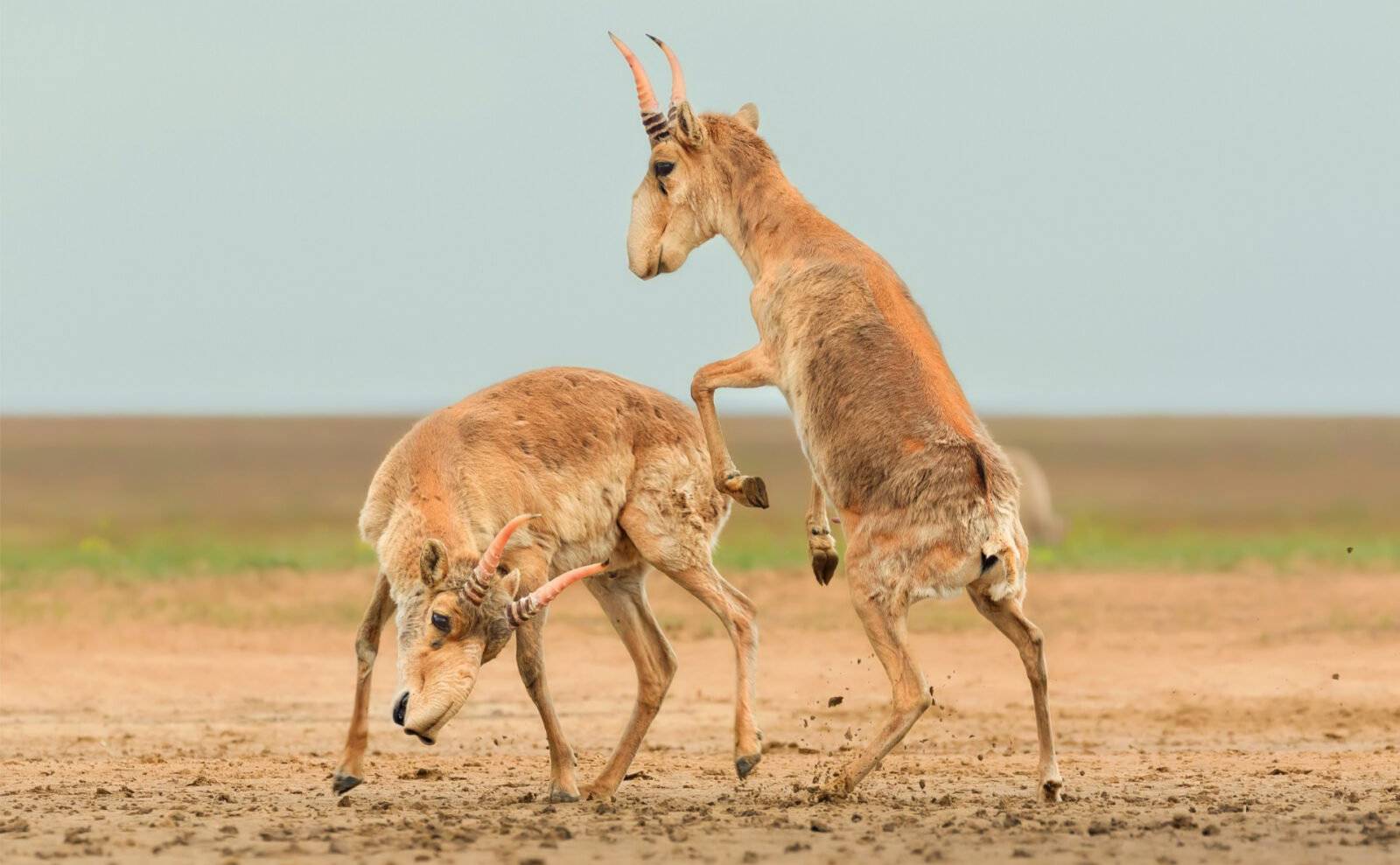 La grande gagnante : le duel des antilopes saïgas