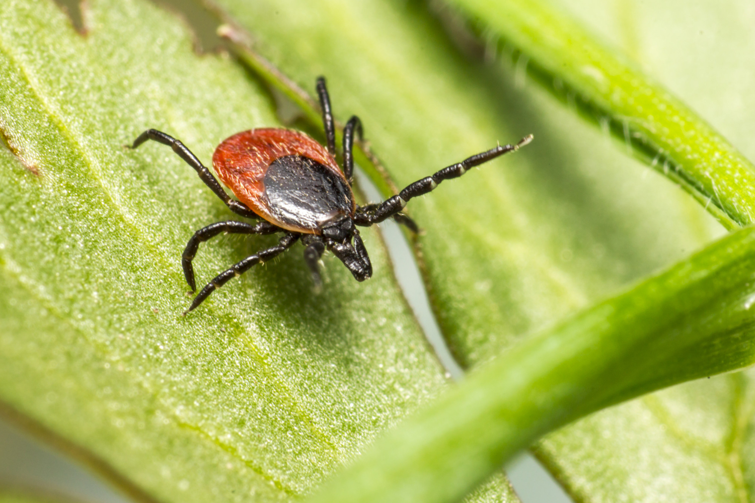 La maladie de Lyme, c'est quoi au juste ?
