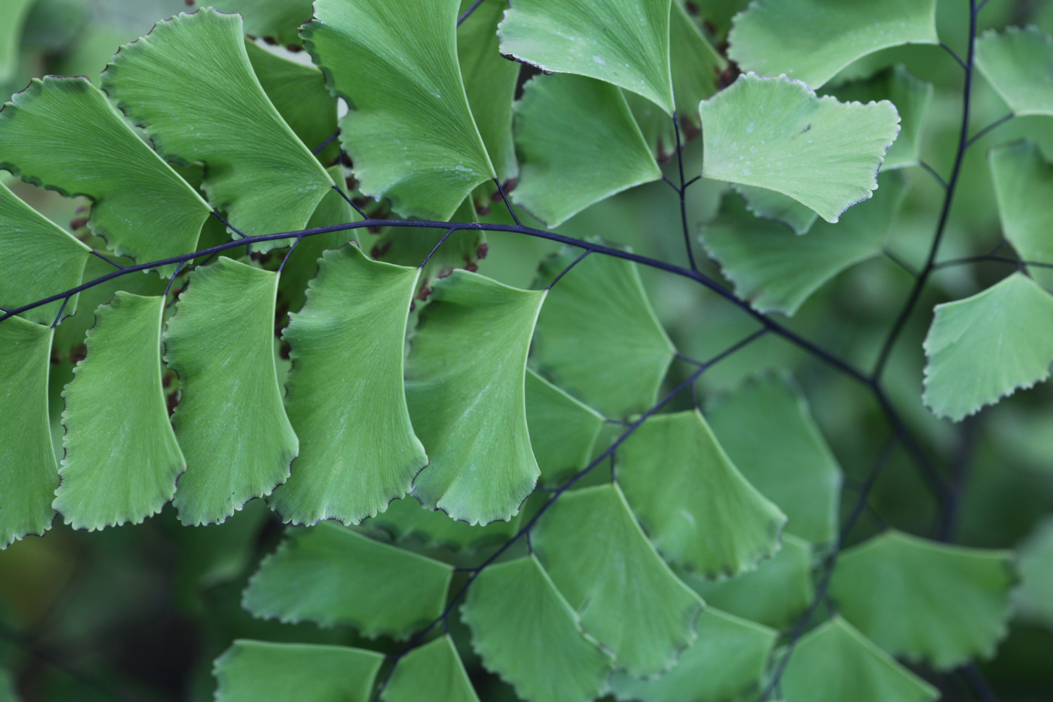 7. Le Ginkgo Biloba