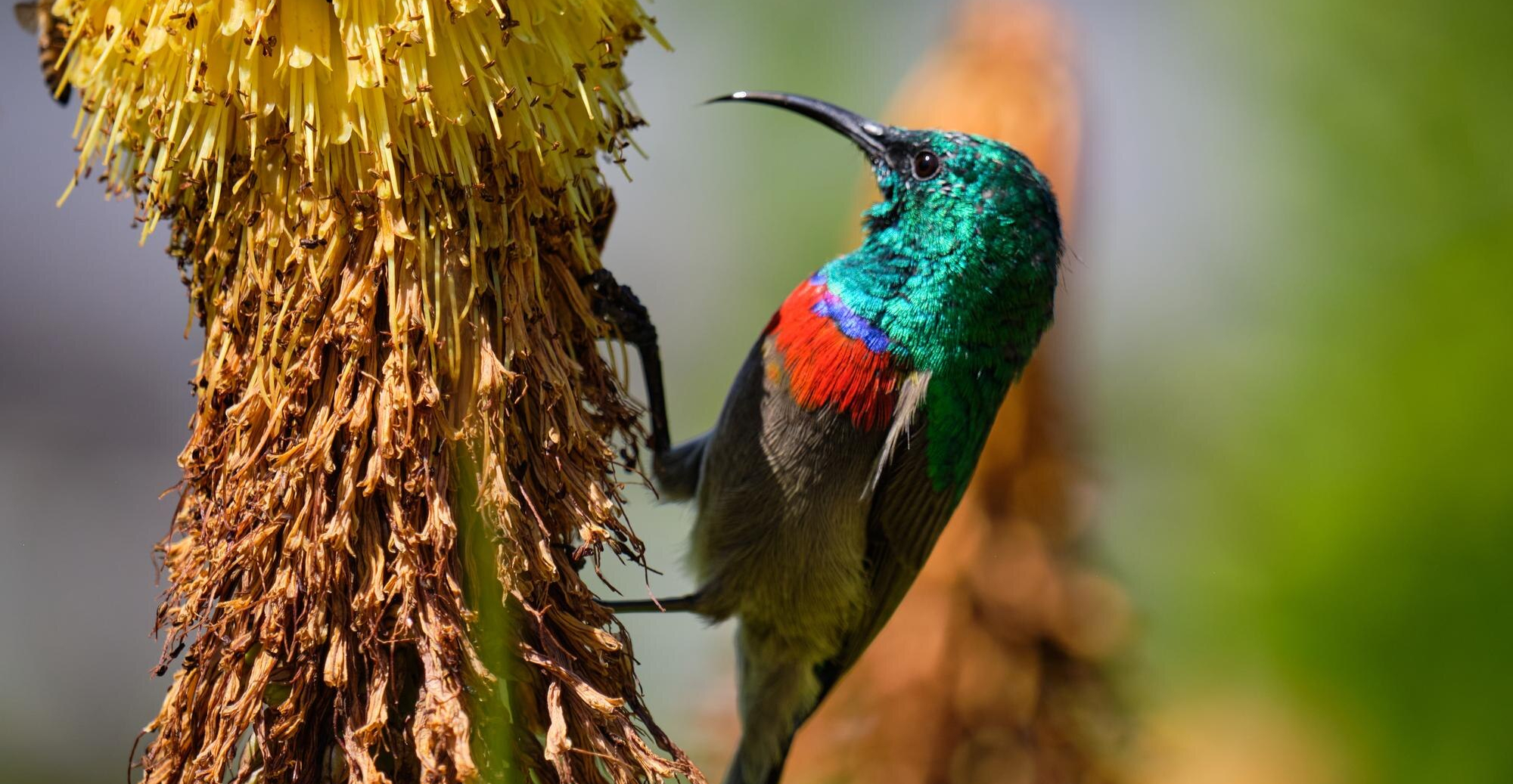 Le coupable : un moustique venu d'ailleurs