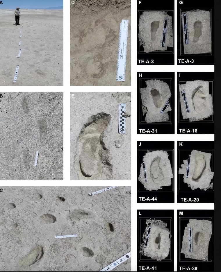 Les coupables : des paresseux de la taille d'un éléphant !