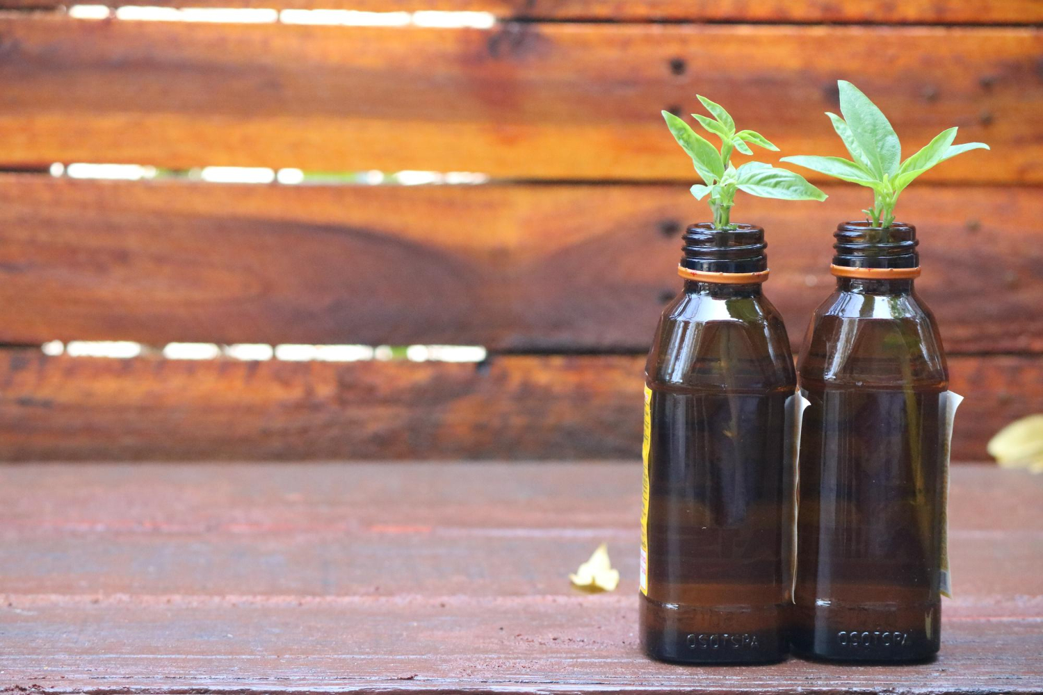 2. L'extrait de thé vert