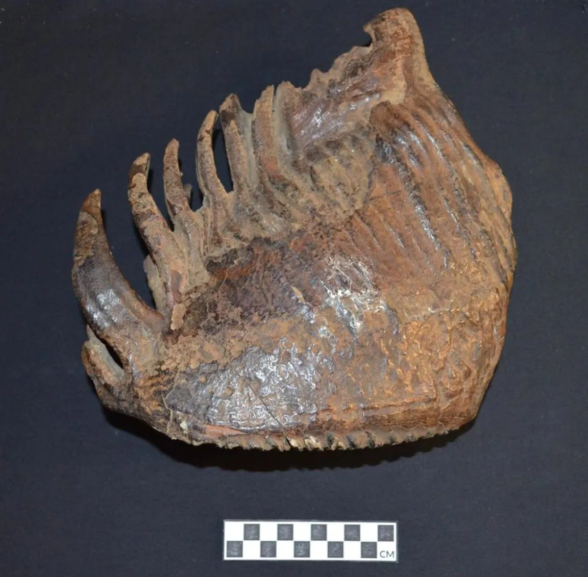 La preuve cachée dans des dents fossilisées