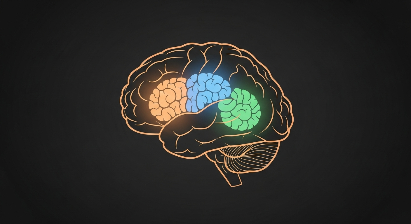 Quelles sont les zones du cerveau qui semblent affectées ?