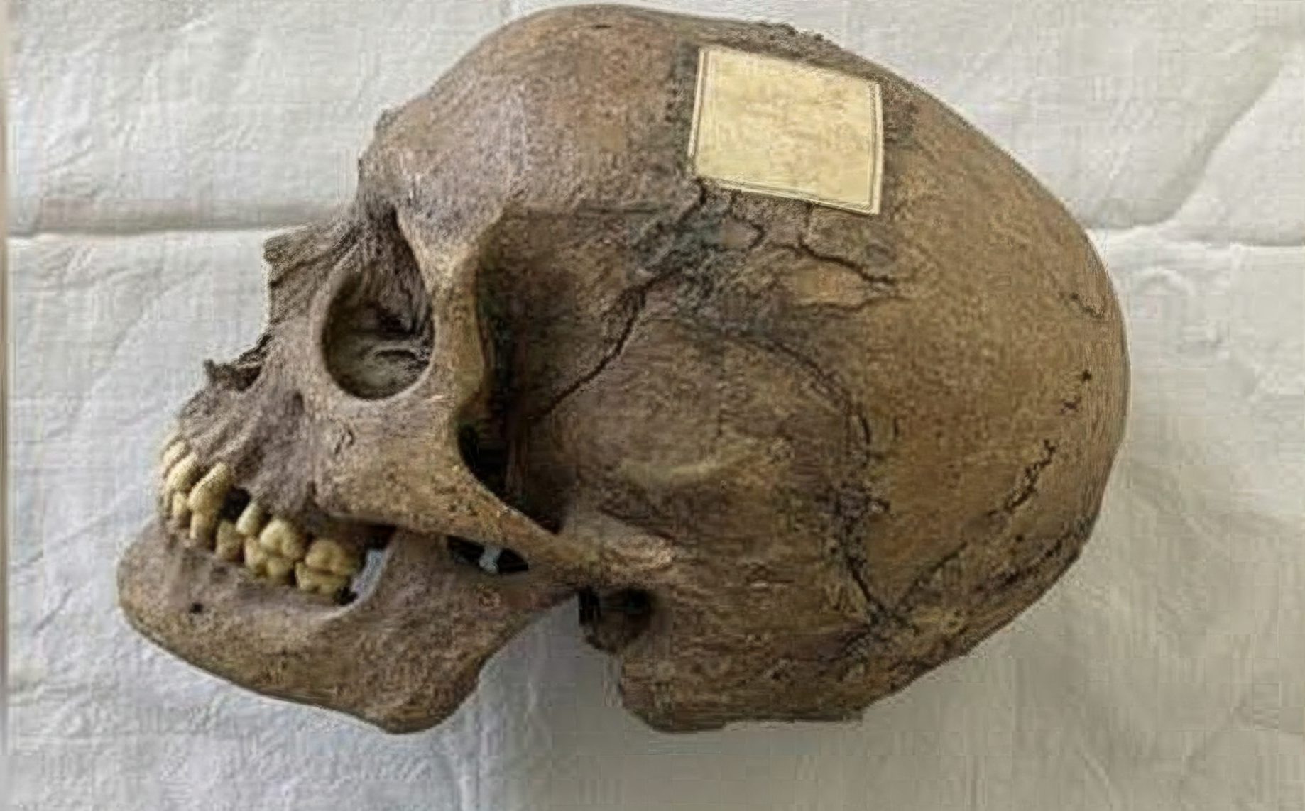 Une tête momifiée exposée à Lausanne fait l’objet d’une étude révélant son histoire et son origine