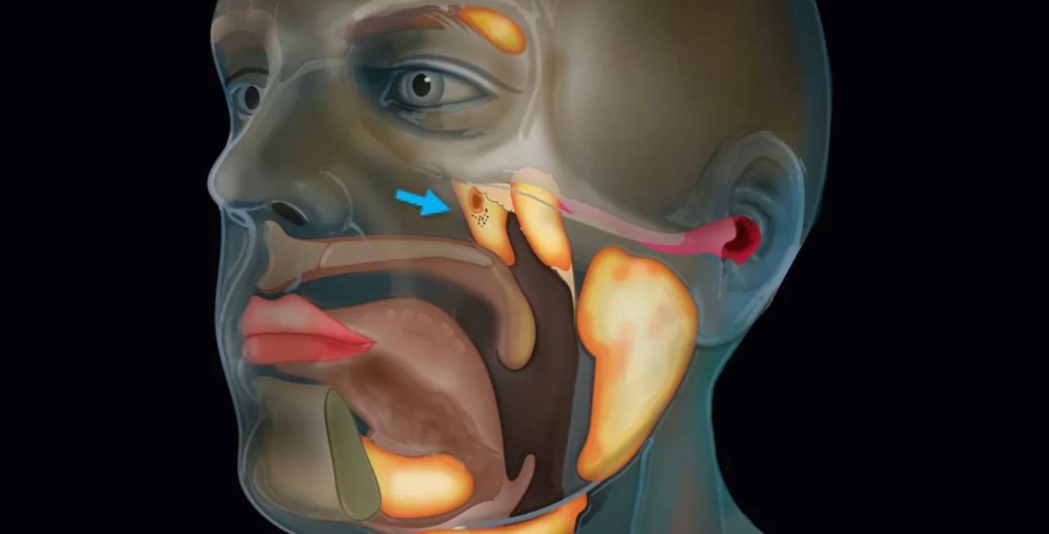 Des scientifiques découvrent par accident un nouvel organe dans le corps humain