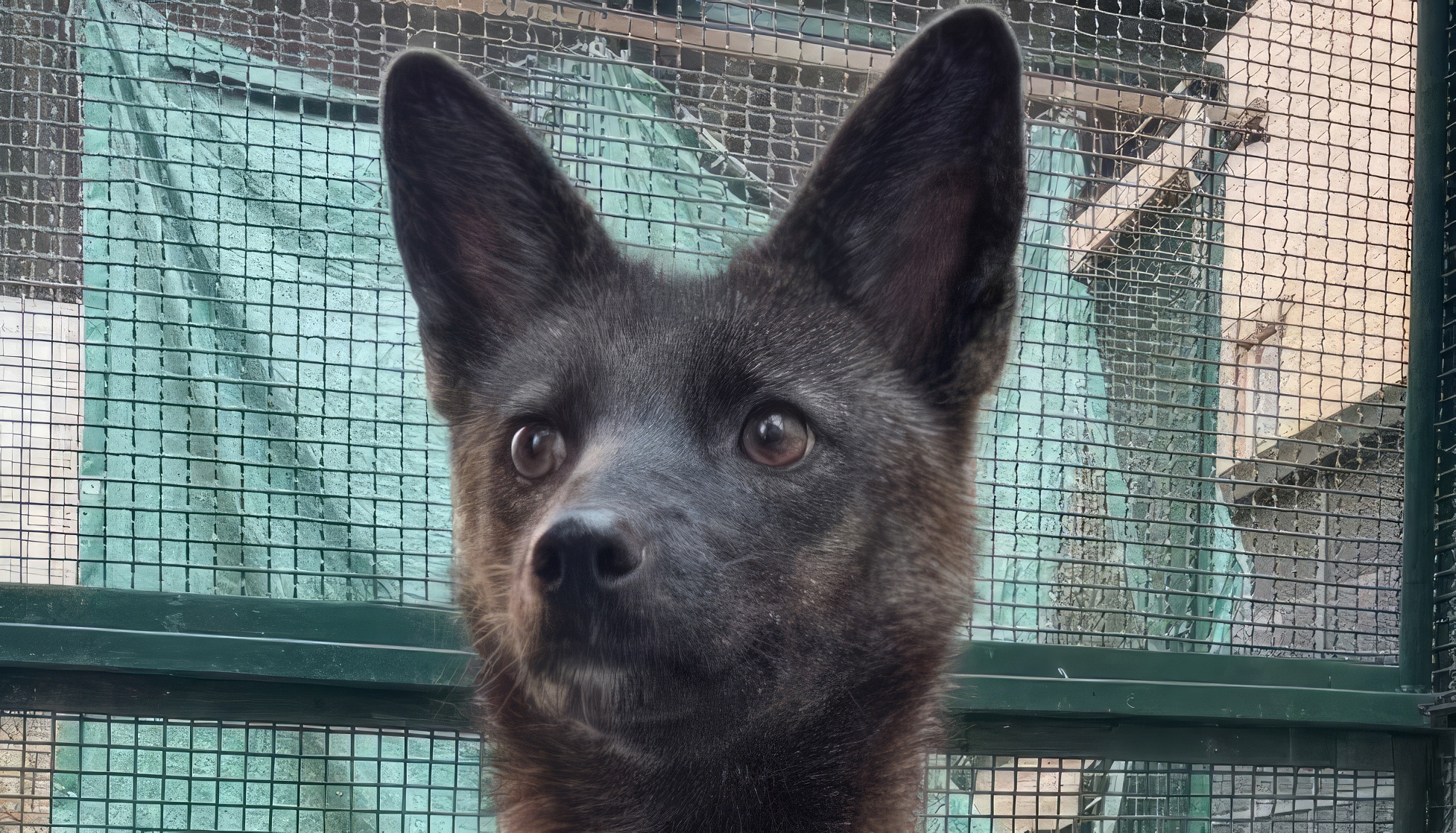 Brésil : un croisement chien-renard confirmé, un hybride unique découvert