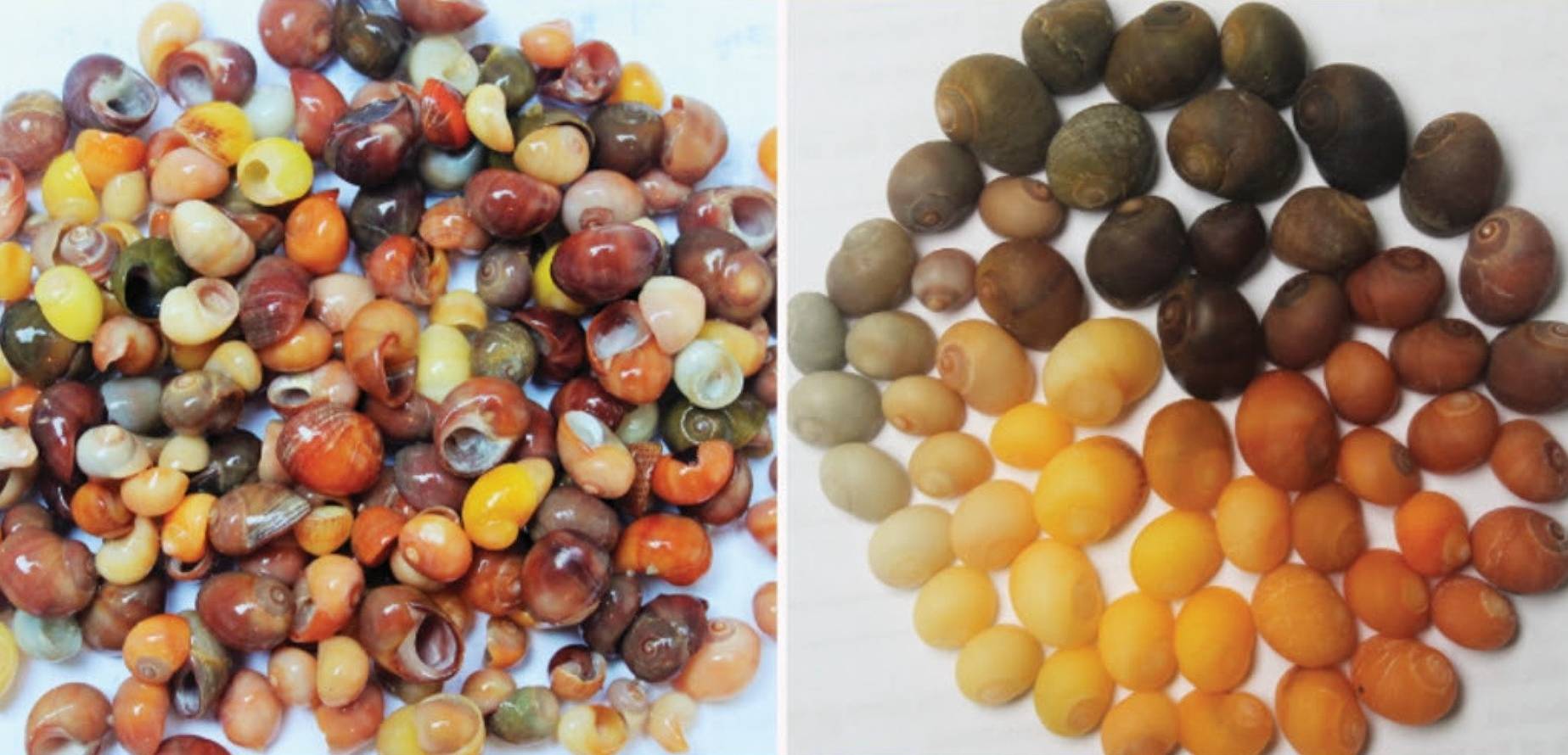 Le plus ancien atelier de bijoux en coquillages d’Europe remonte à 42 000 ans