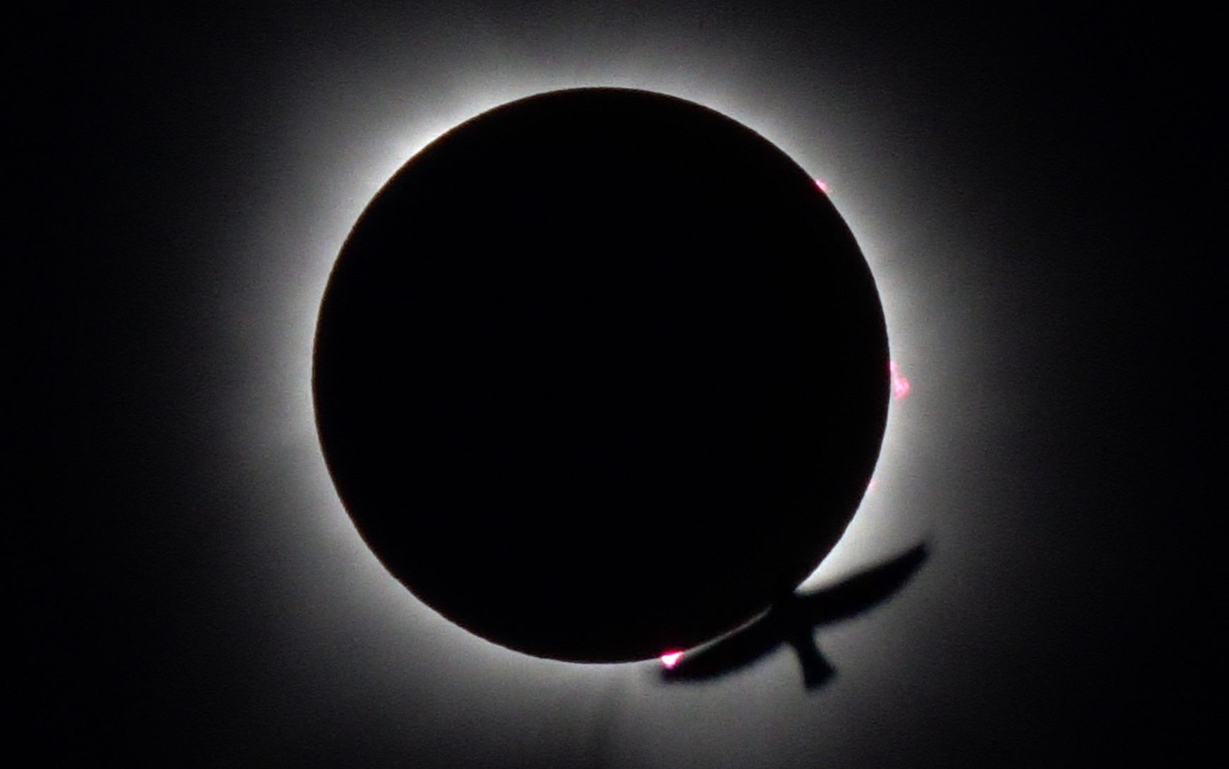 Les oiseaux réagissent de façon surprenante lors d’une éclipse totale de Soleil, selon les chercheurs