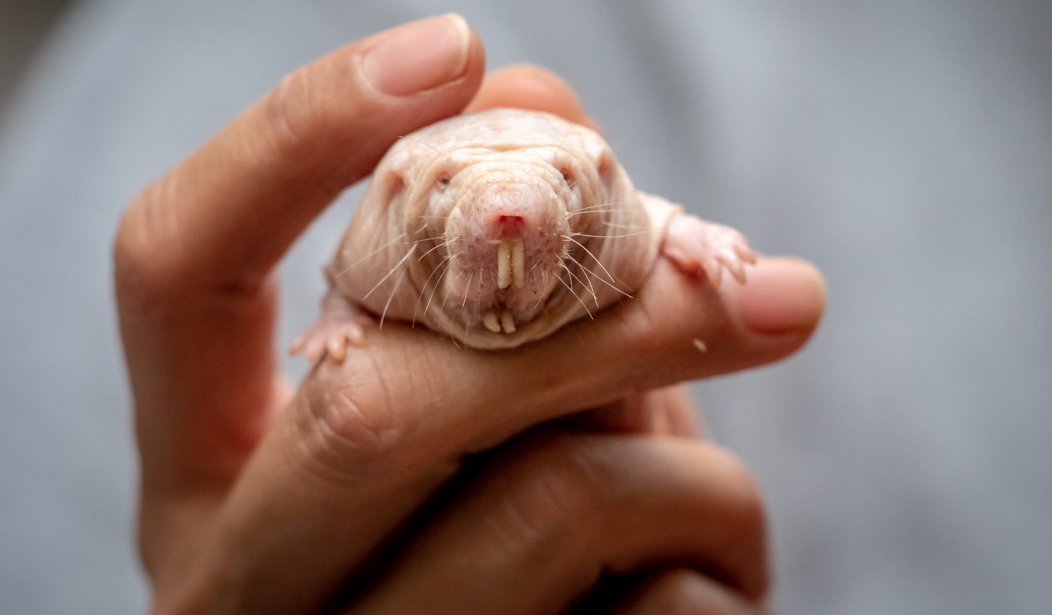 Sous terre, un mammifère étonnant bouleverse les règles de l’évolution