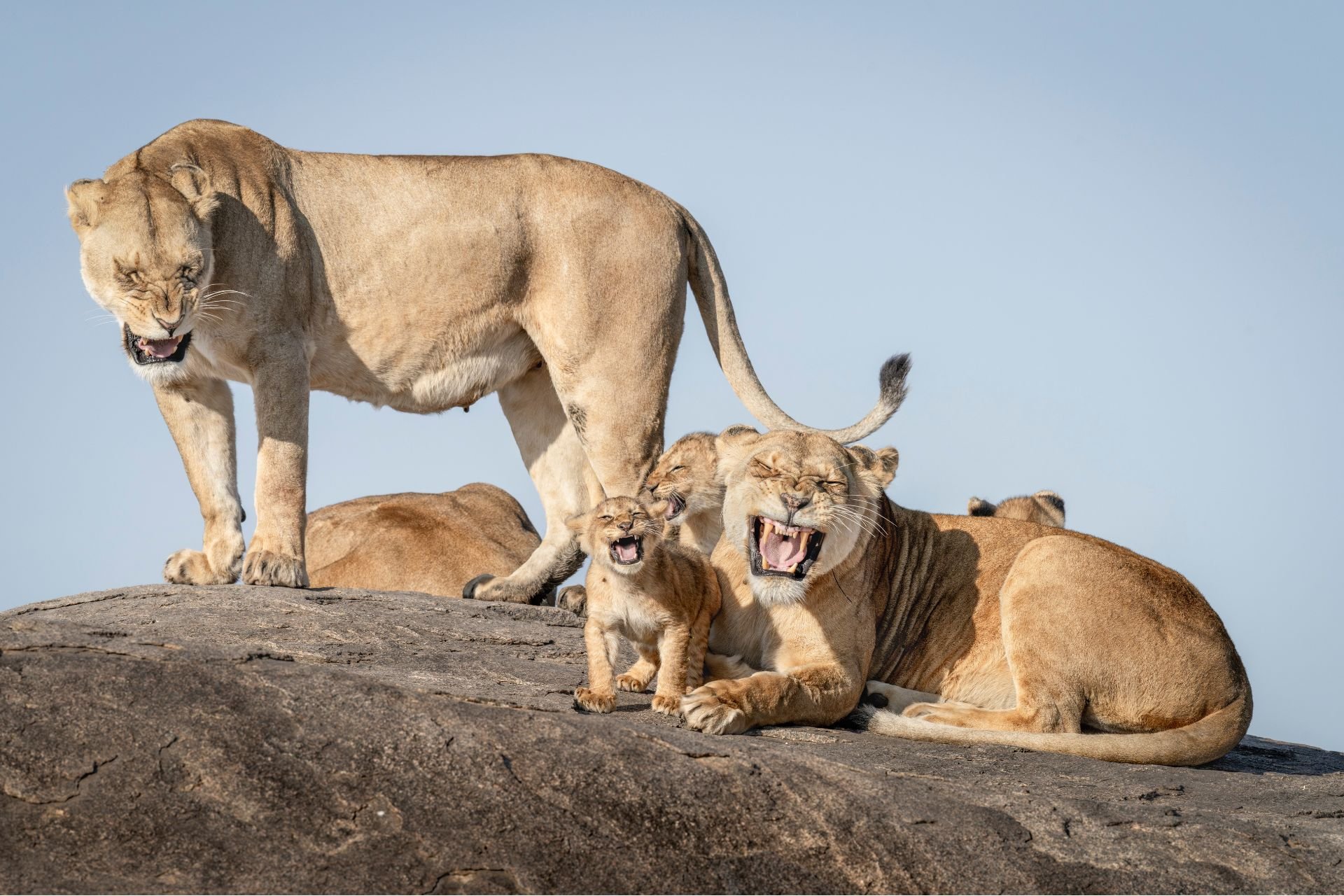 Les photos d&rsquo;animaux les plus drôles de l&rsquo;année vont vous faire rugir de rire