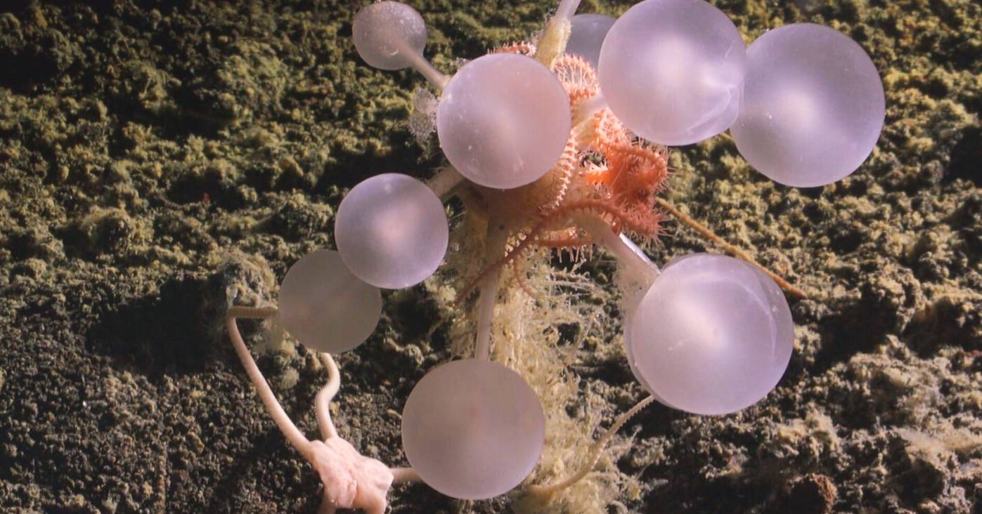 Les scientifiques découvrent une éponge “boule de la mort” et d’étranges créatures des grands fonds