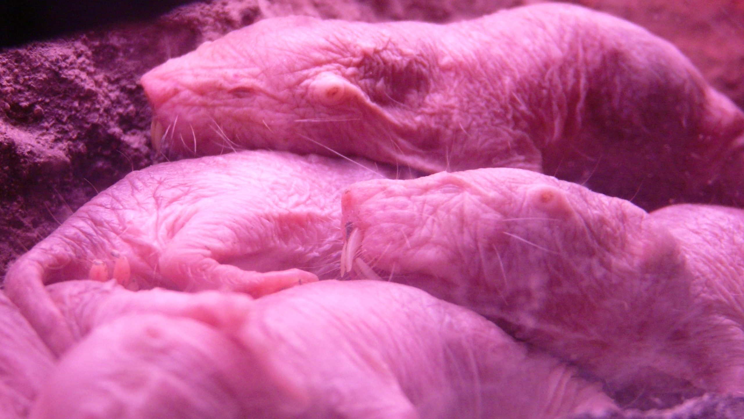 Plongée high-tech dans l'intimité du labyrinthe